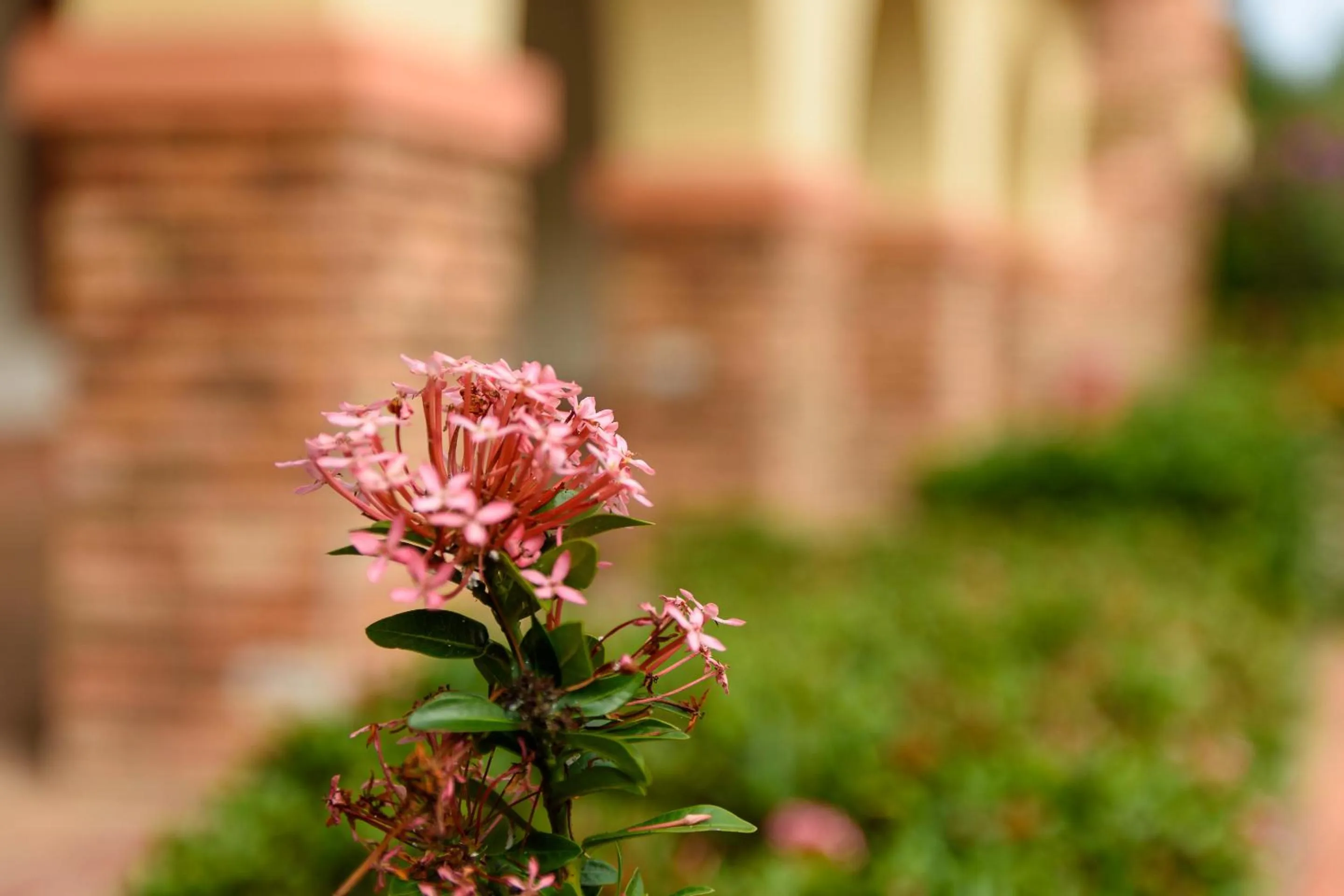 Garden in Finca Hotel Guadalupe