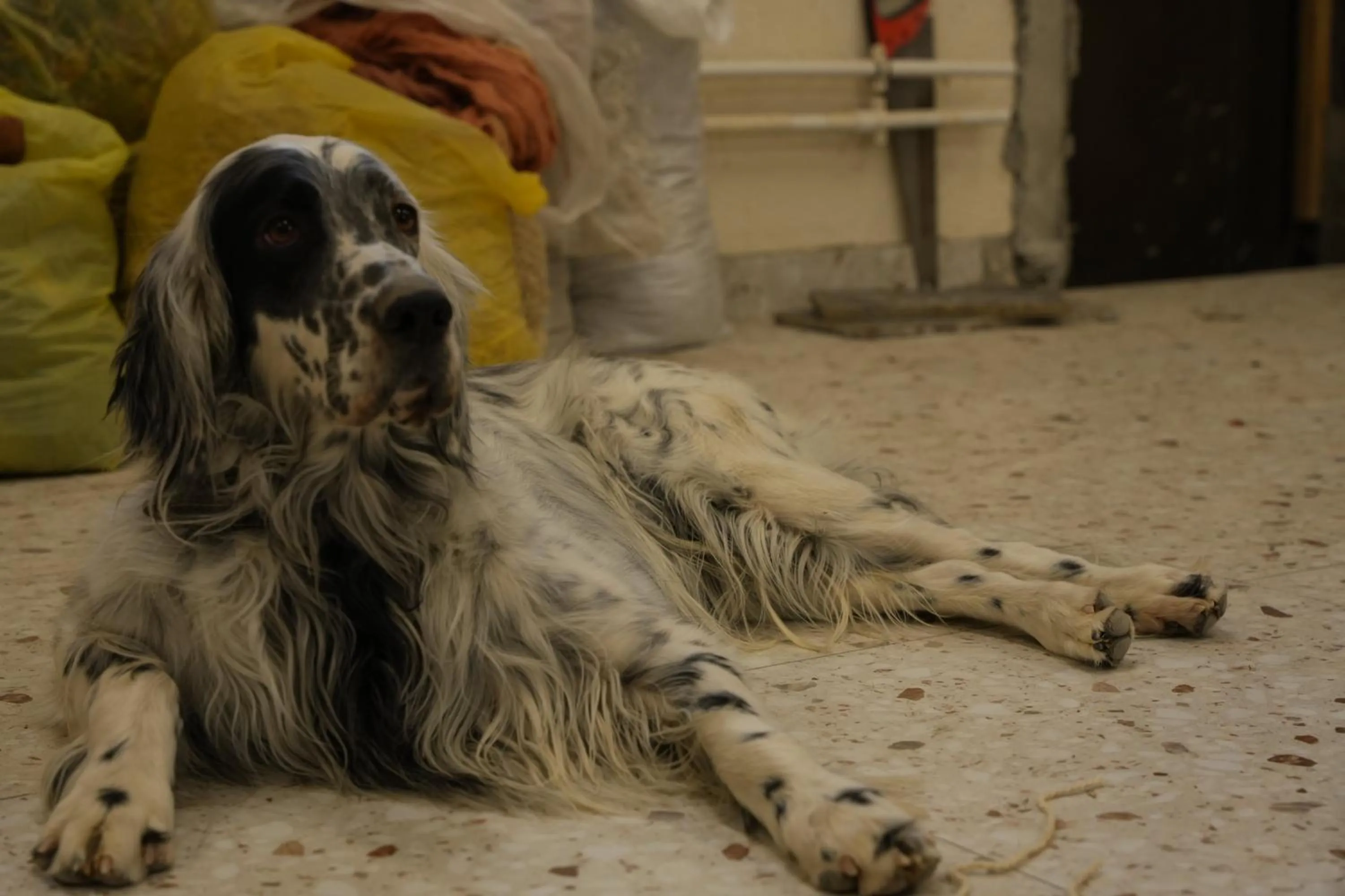 Pets in woolway studios