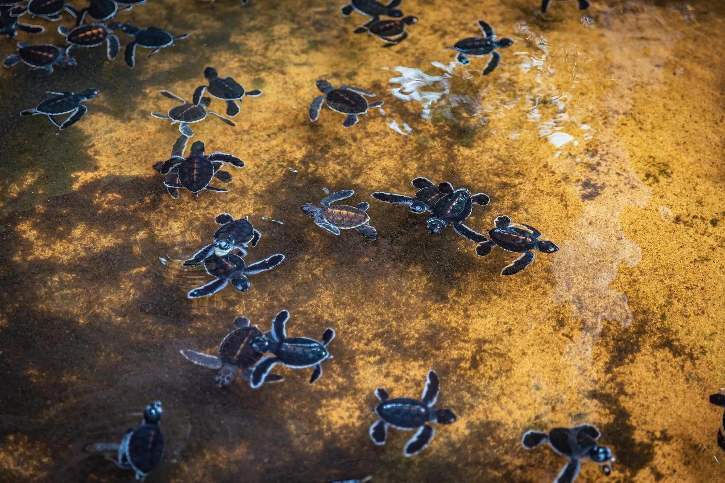 Activities in The Palace by Ocean