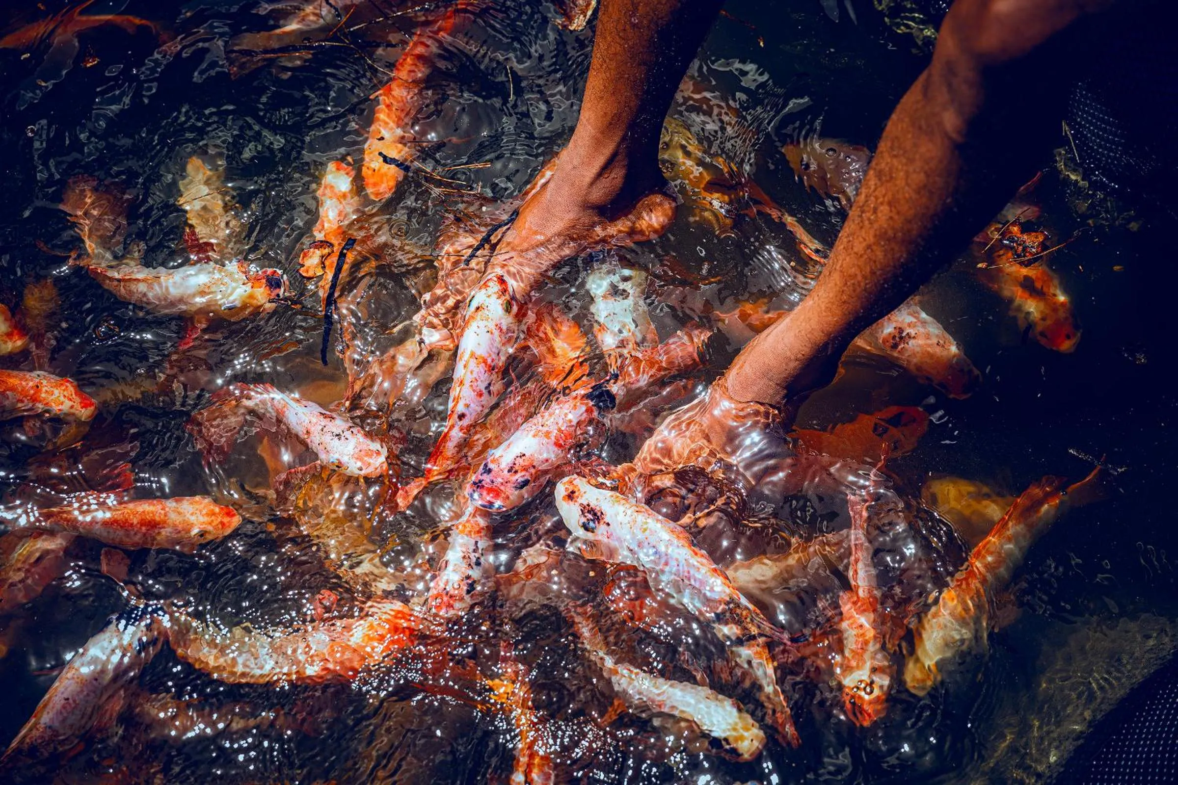 Activities in The Palace by Ocean