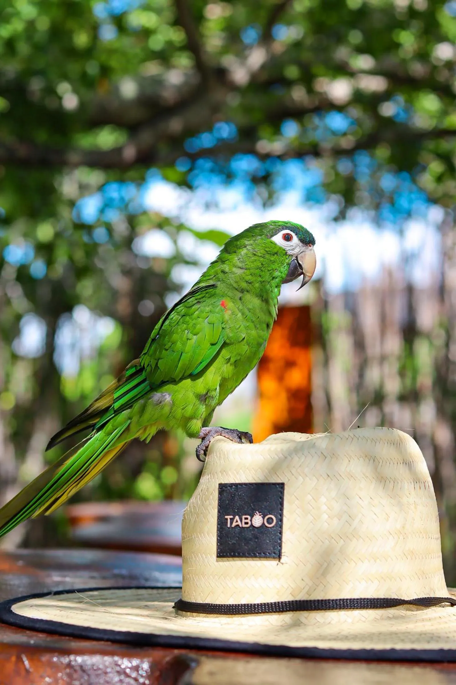 Animals in Taboo Milagres