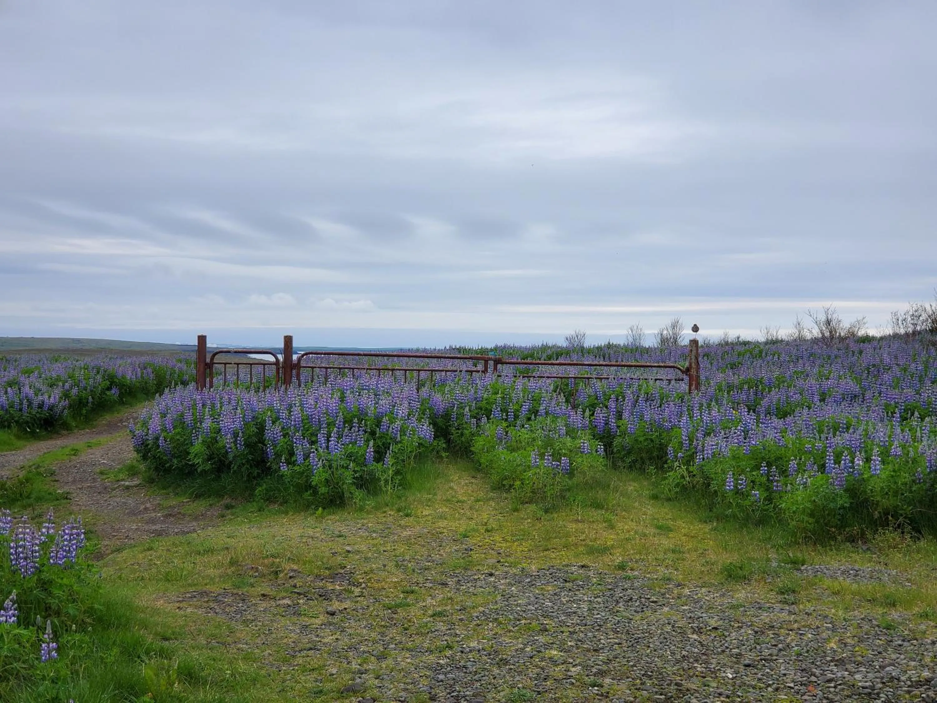 Spring in Víðines Guesthouse