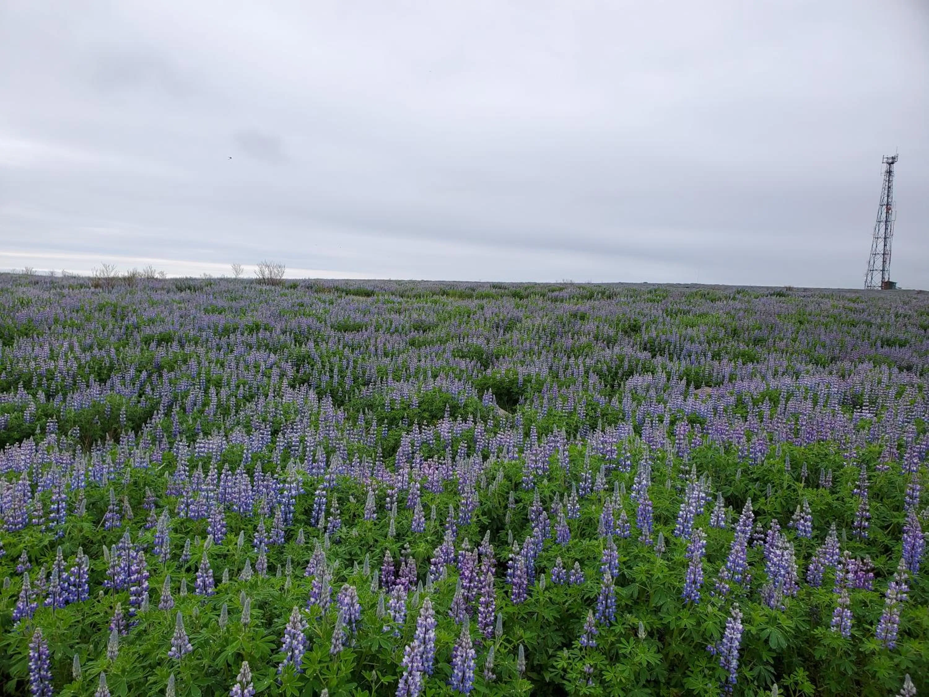 Spring in Víðines Guesthouse