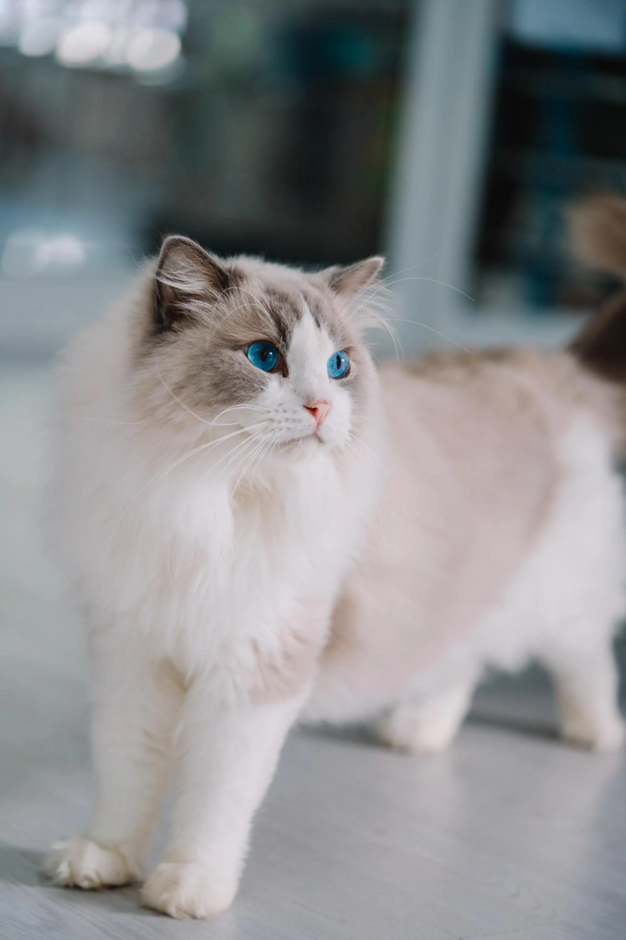 Pets in Meow Cat Cafe & Hotel