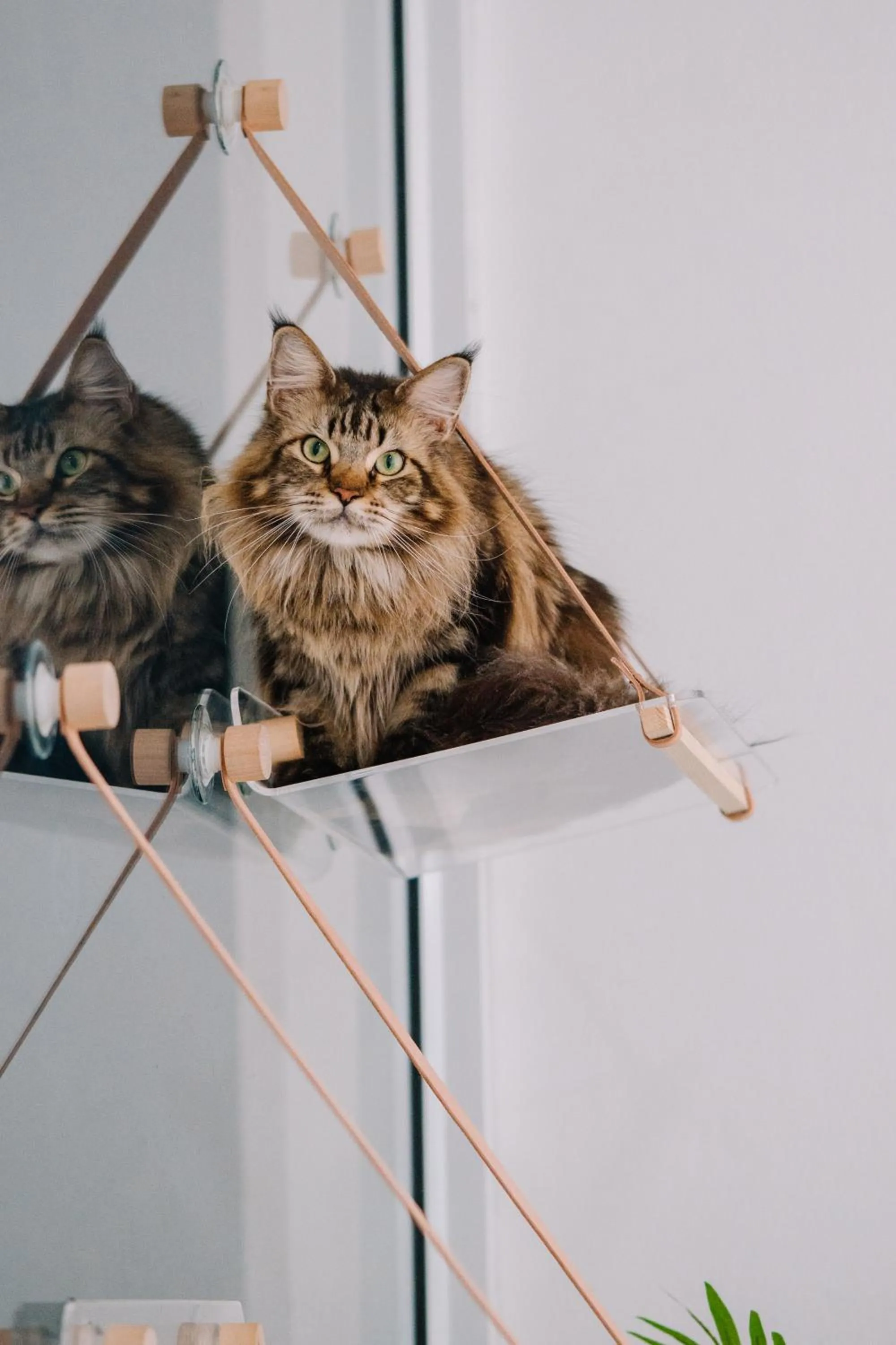 Pets in Meow Cat Cafe & Hotel