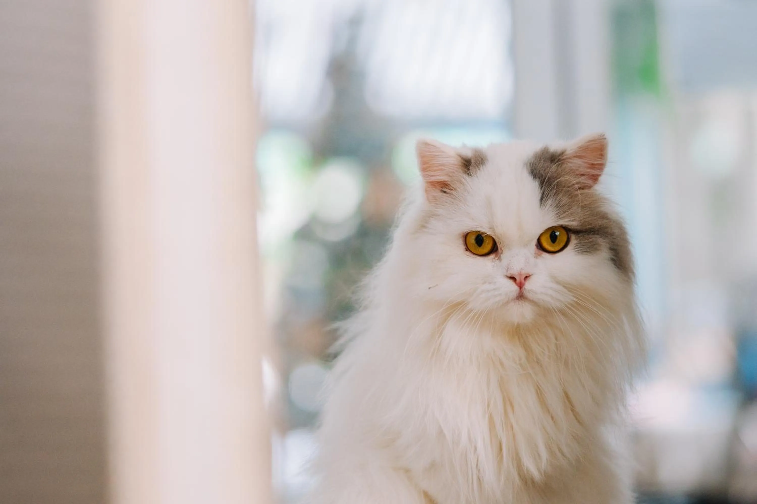 Pets in Meow Cat Cafe & Hotel