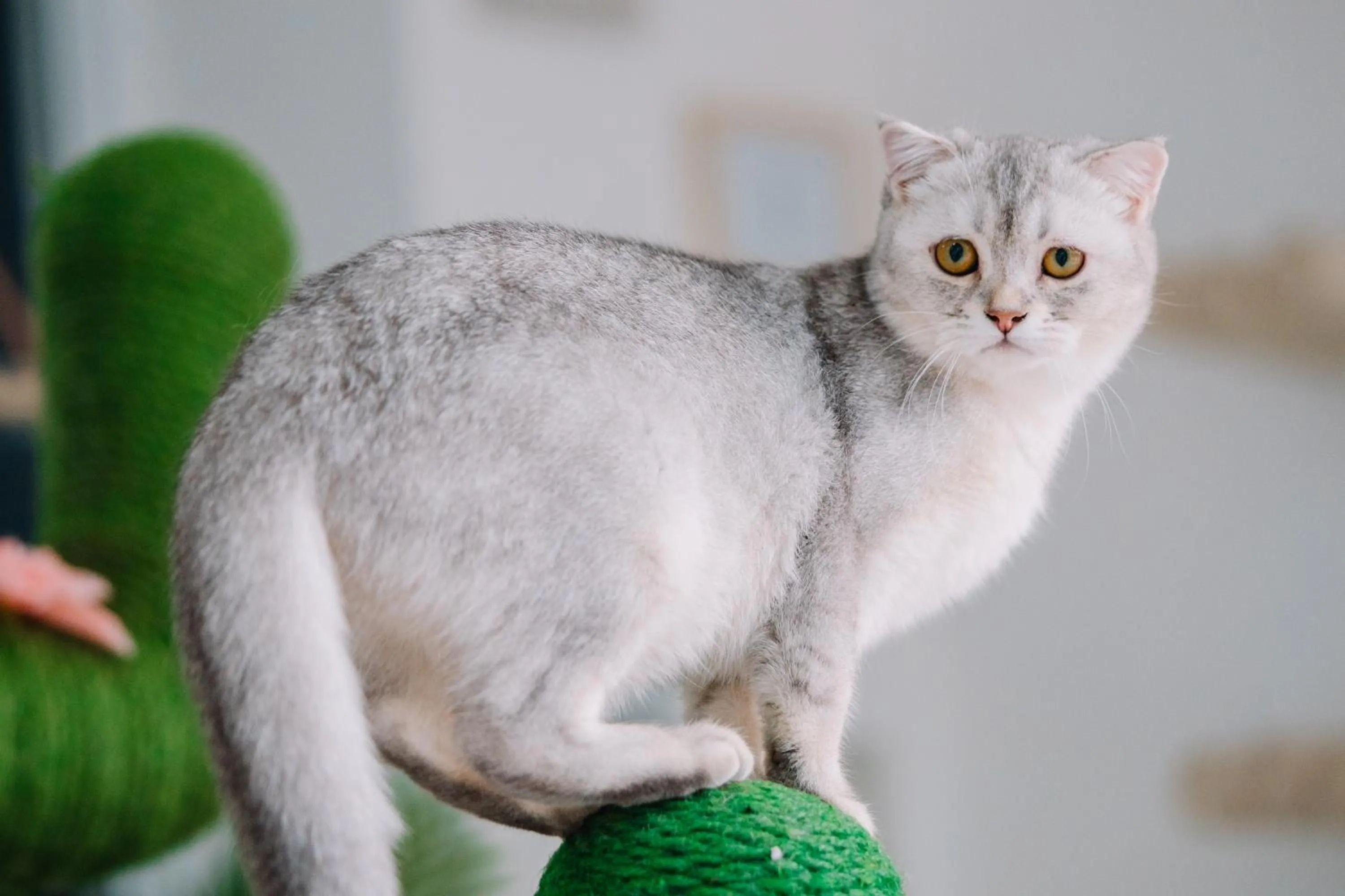 Pets in Meow Cat Cafe & Hotel