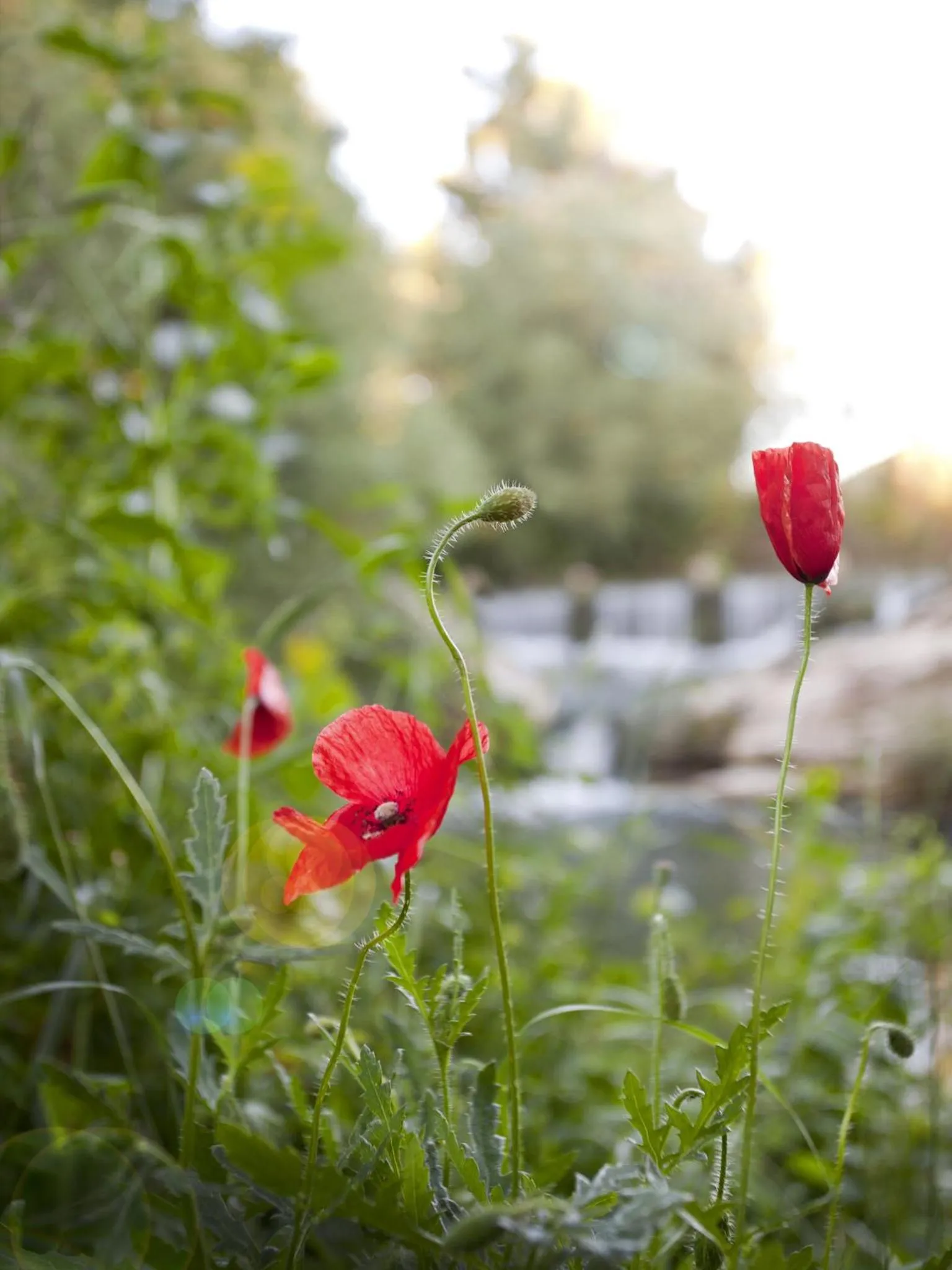 Garden in Hotel Rural Molino del Puente Ronda