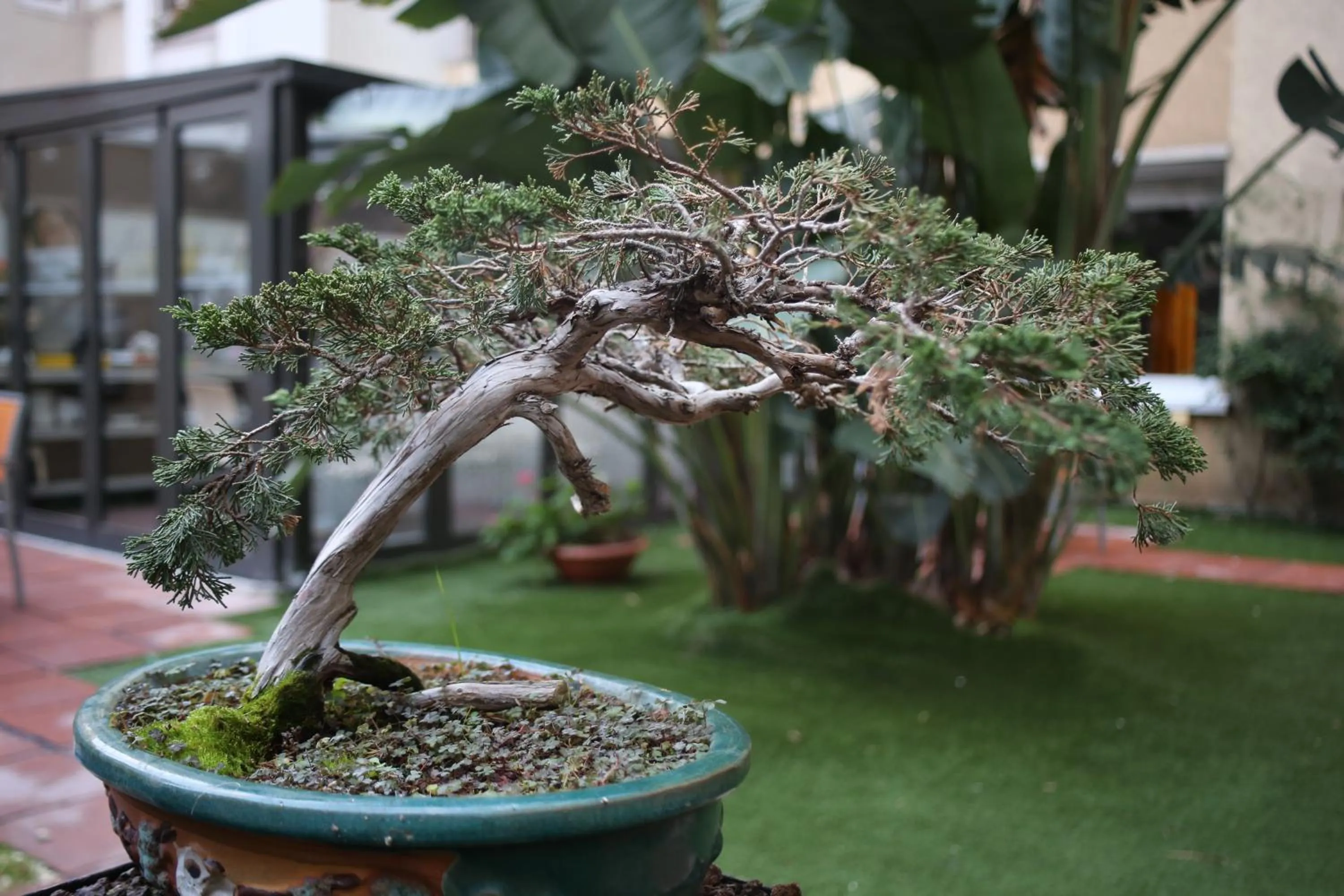 Garden in Aparthotel Silver