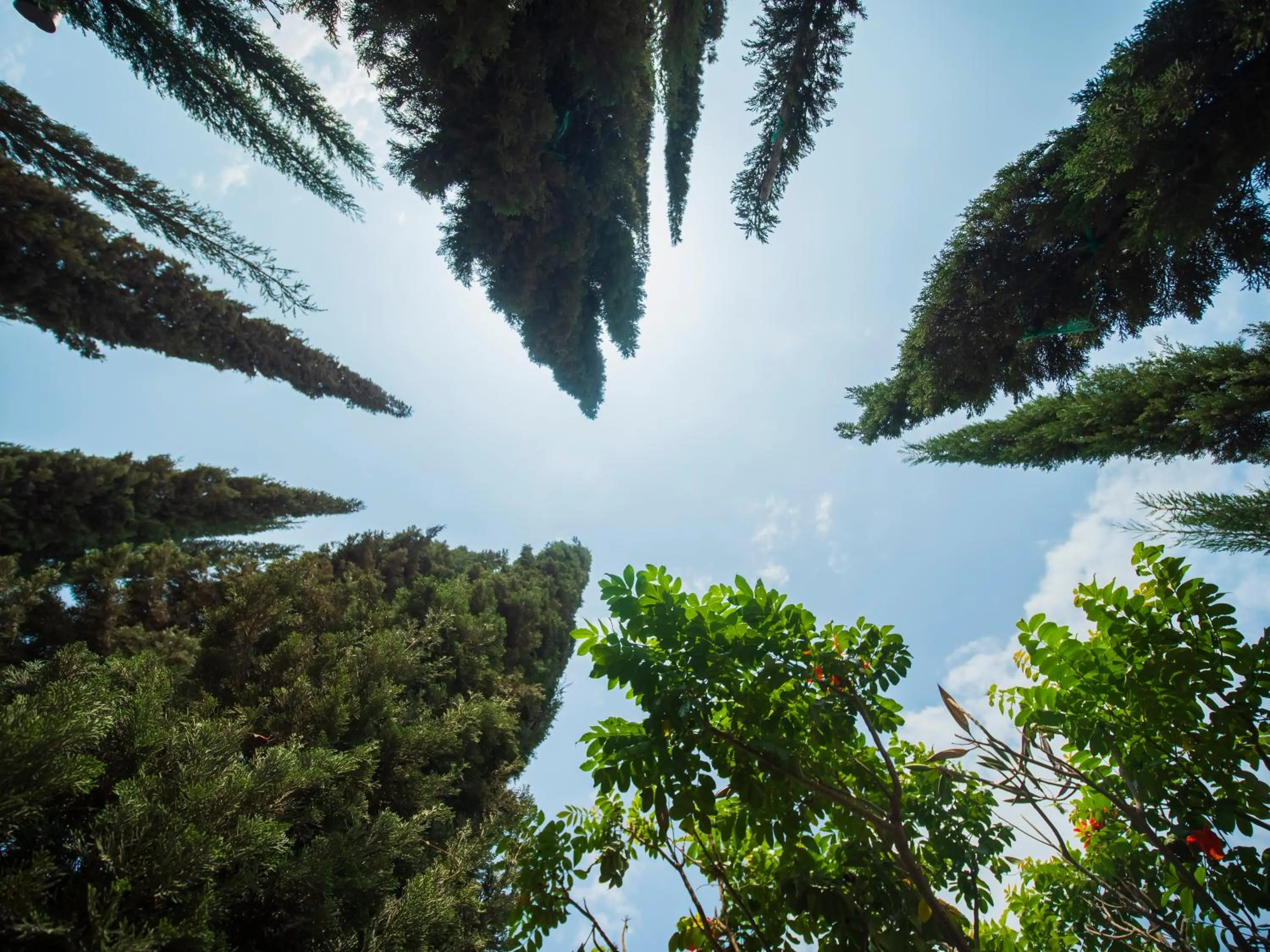 Garden in Casa Hotel Mamaluna