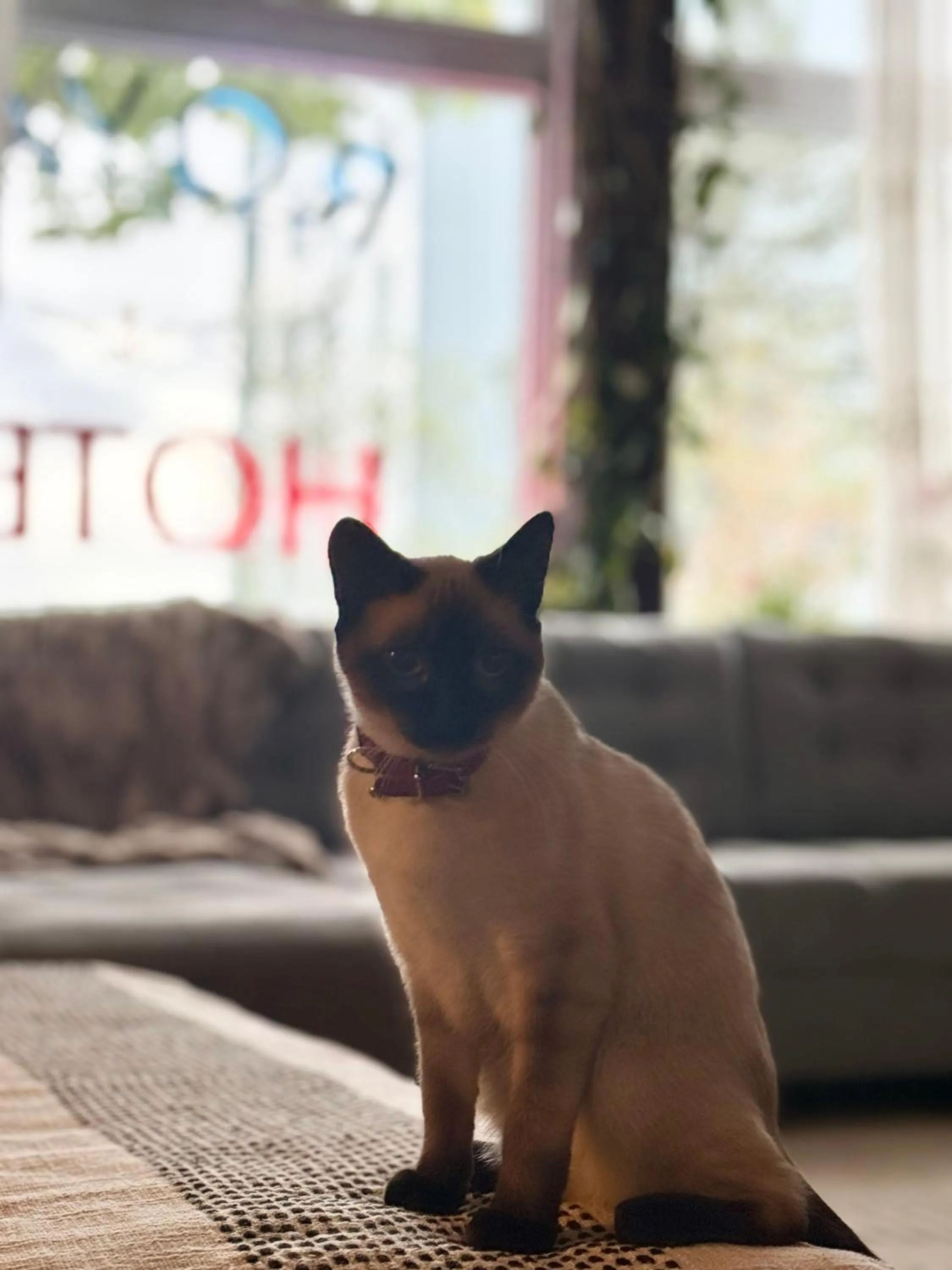 Pets in Royal Hotel Sydney