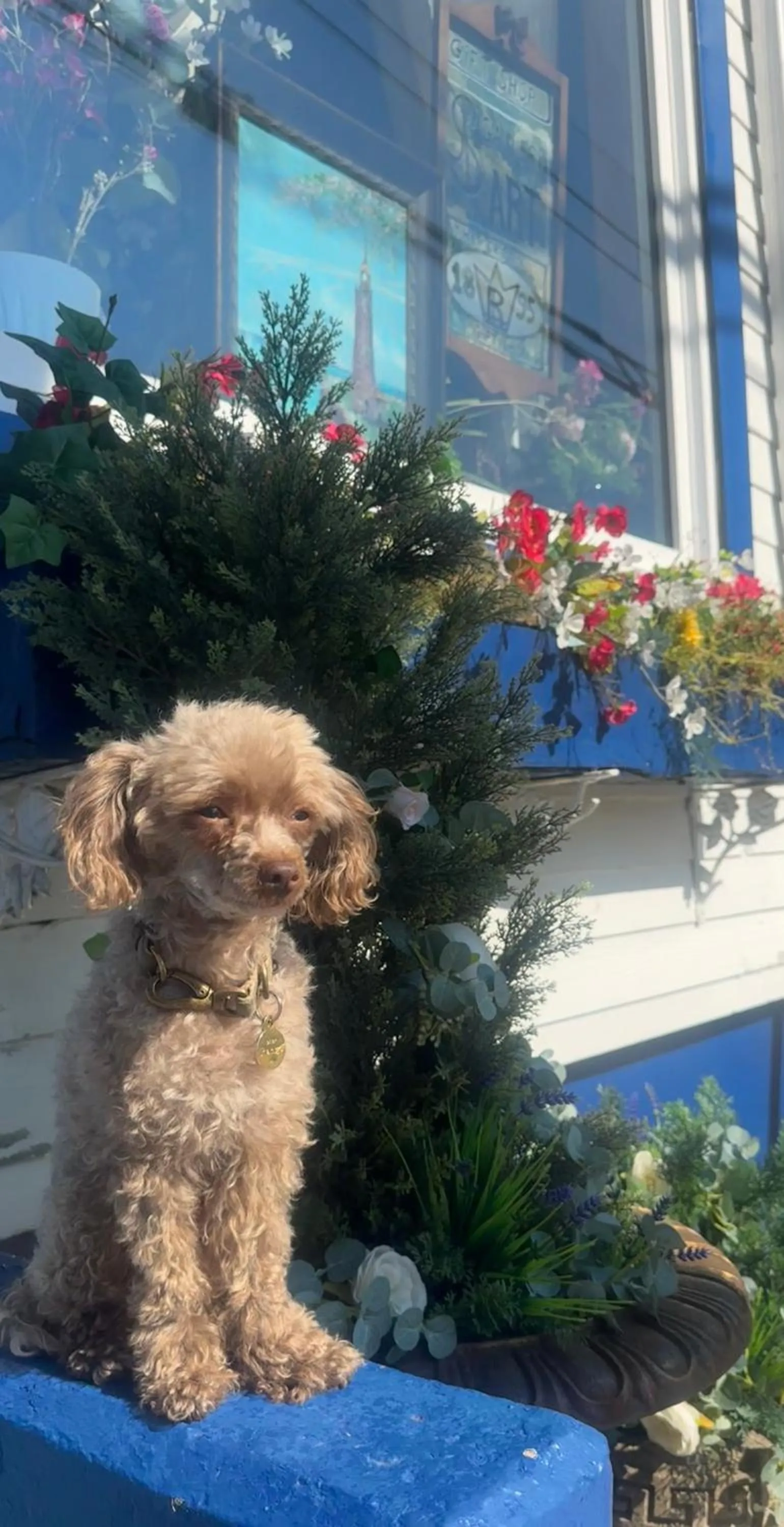 Pets in Royal Hotel Sydney