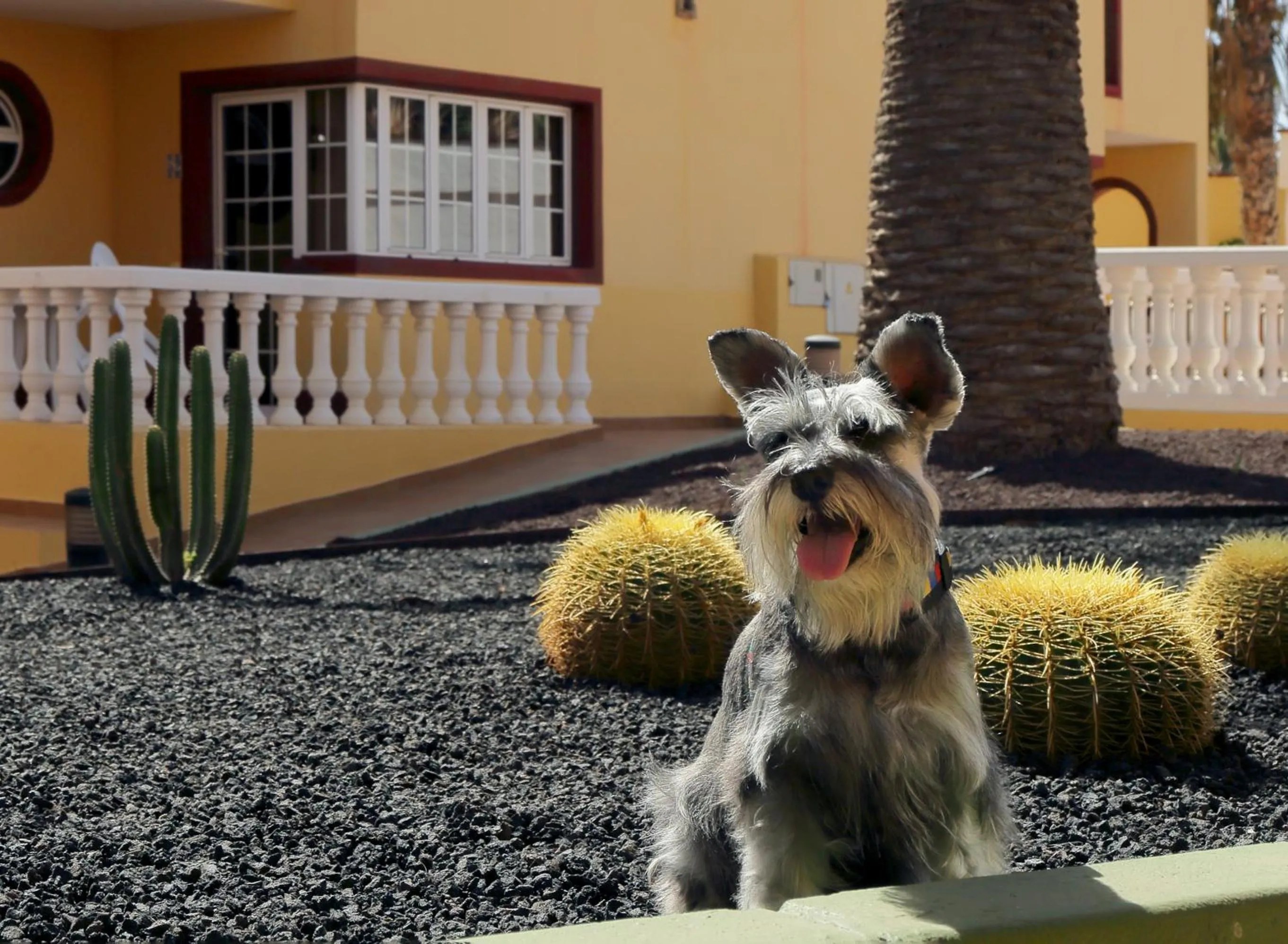 Pets in Apartamentos Maxorata Beach