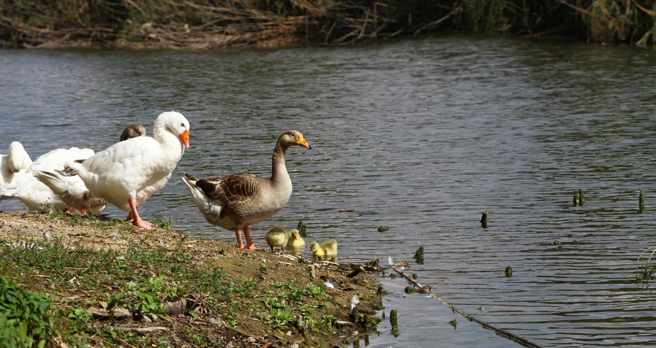 Nearby landmark in Canyamel Sun Suites Hotel