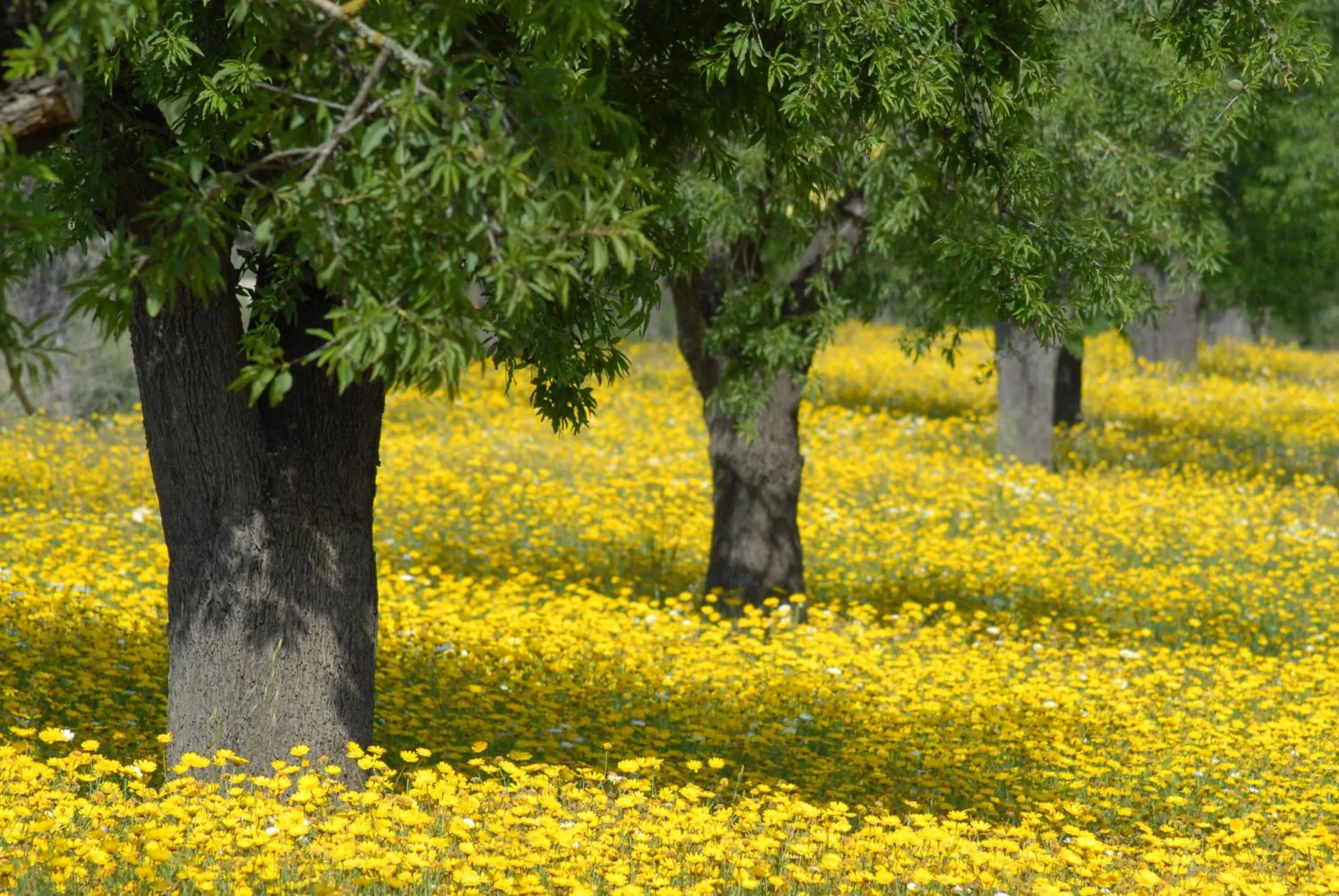 Natural landscape in Canyamel Sun Suites Hotel