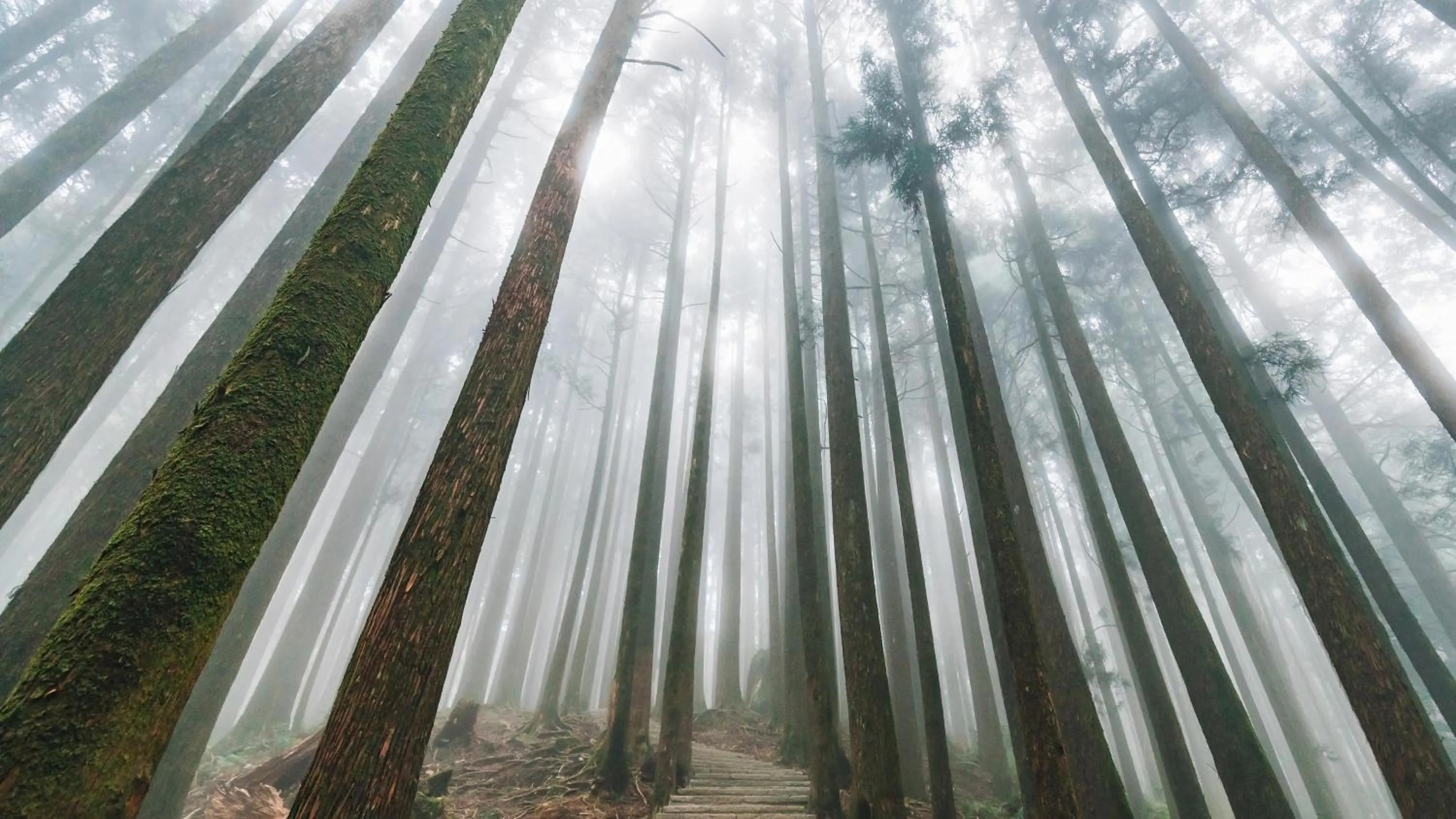 Nearby landmark in Hotel Indigo Alishan by IHG