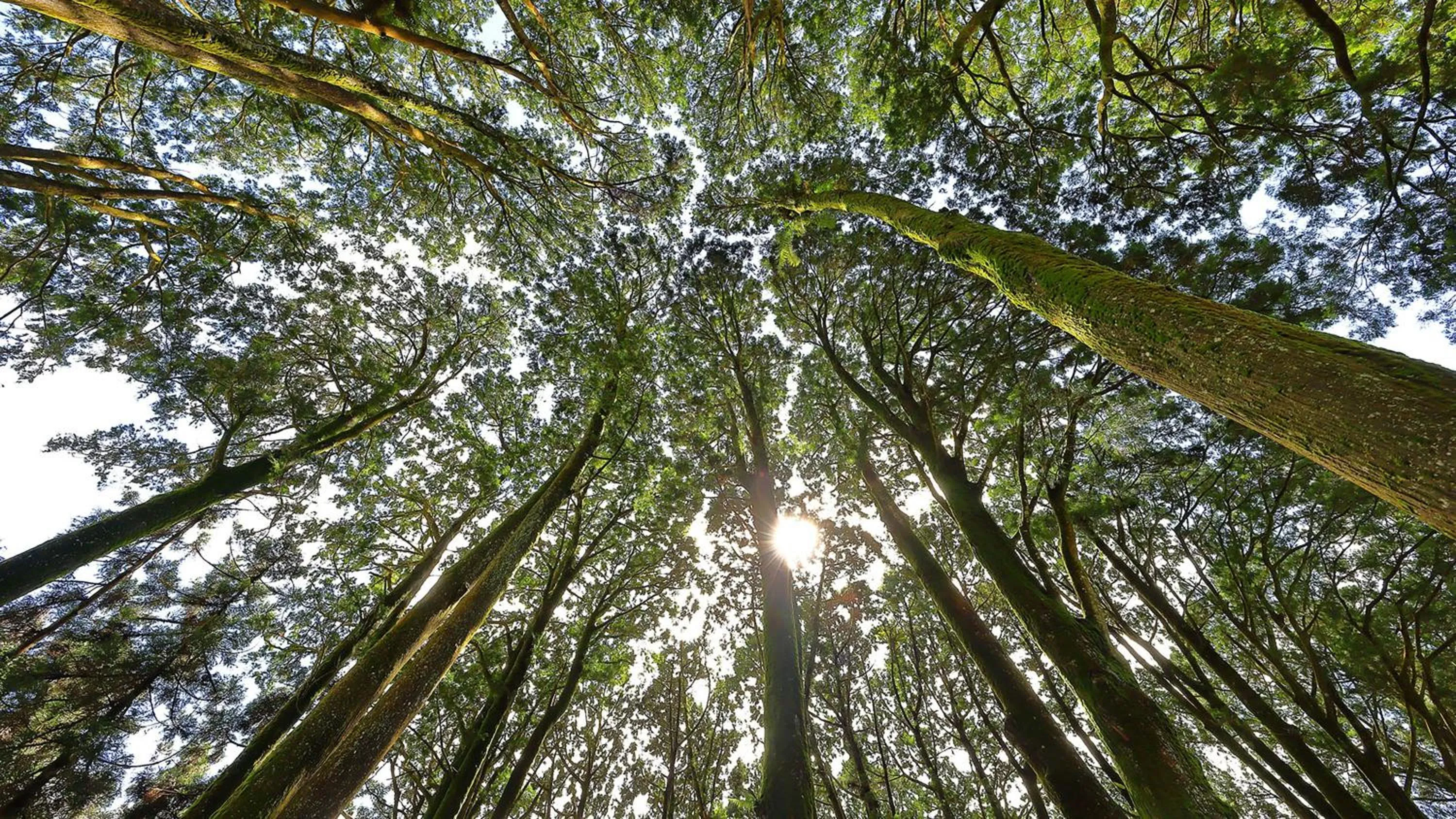 Nearby landmark in Hotel Indigo Alishan by IHG