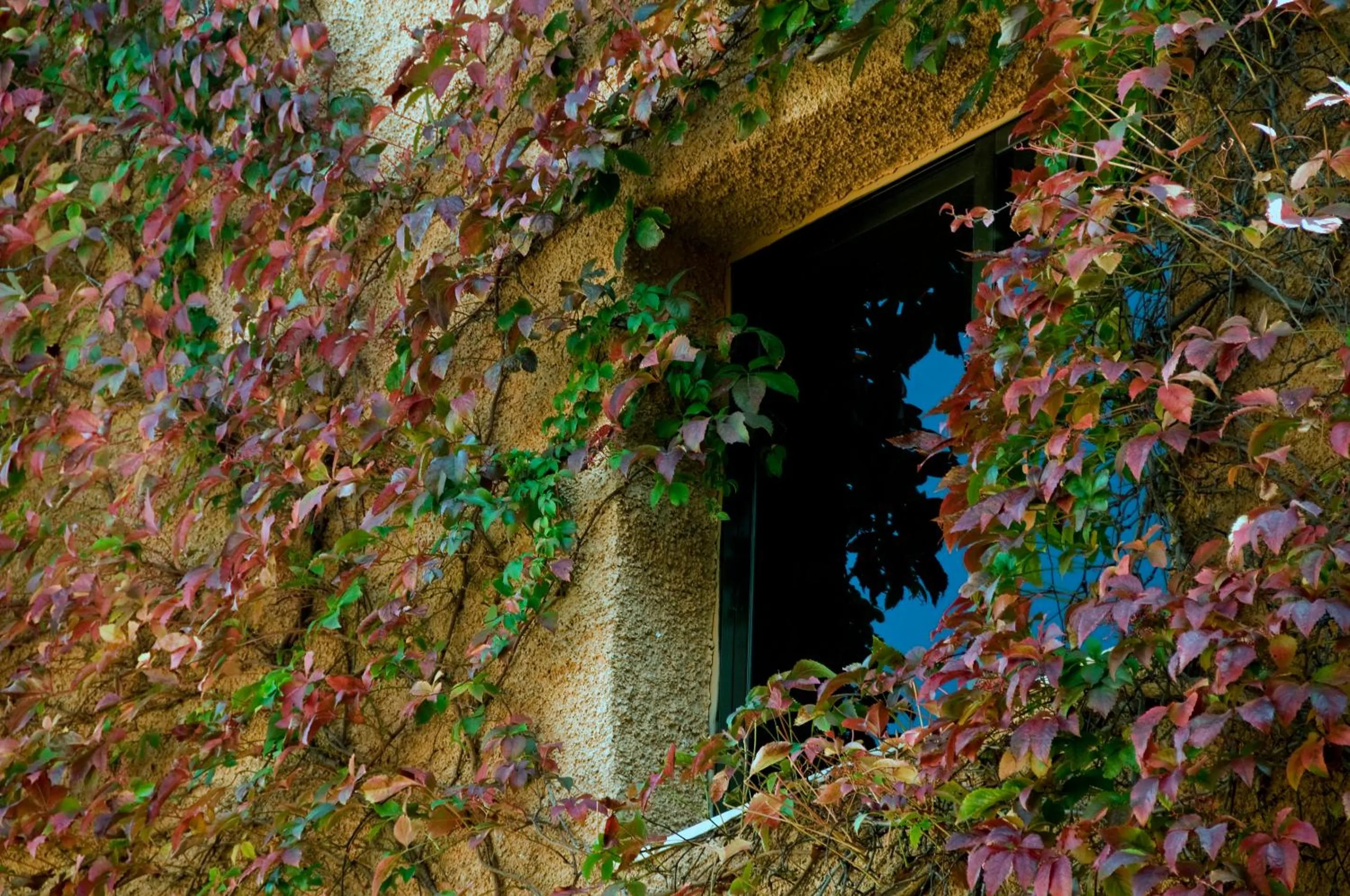 Garden in Porcel Alixares