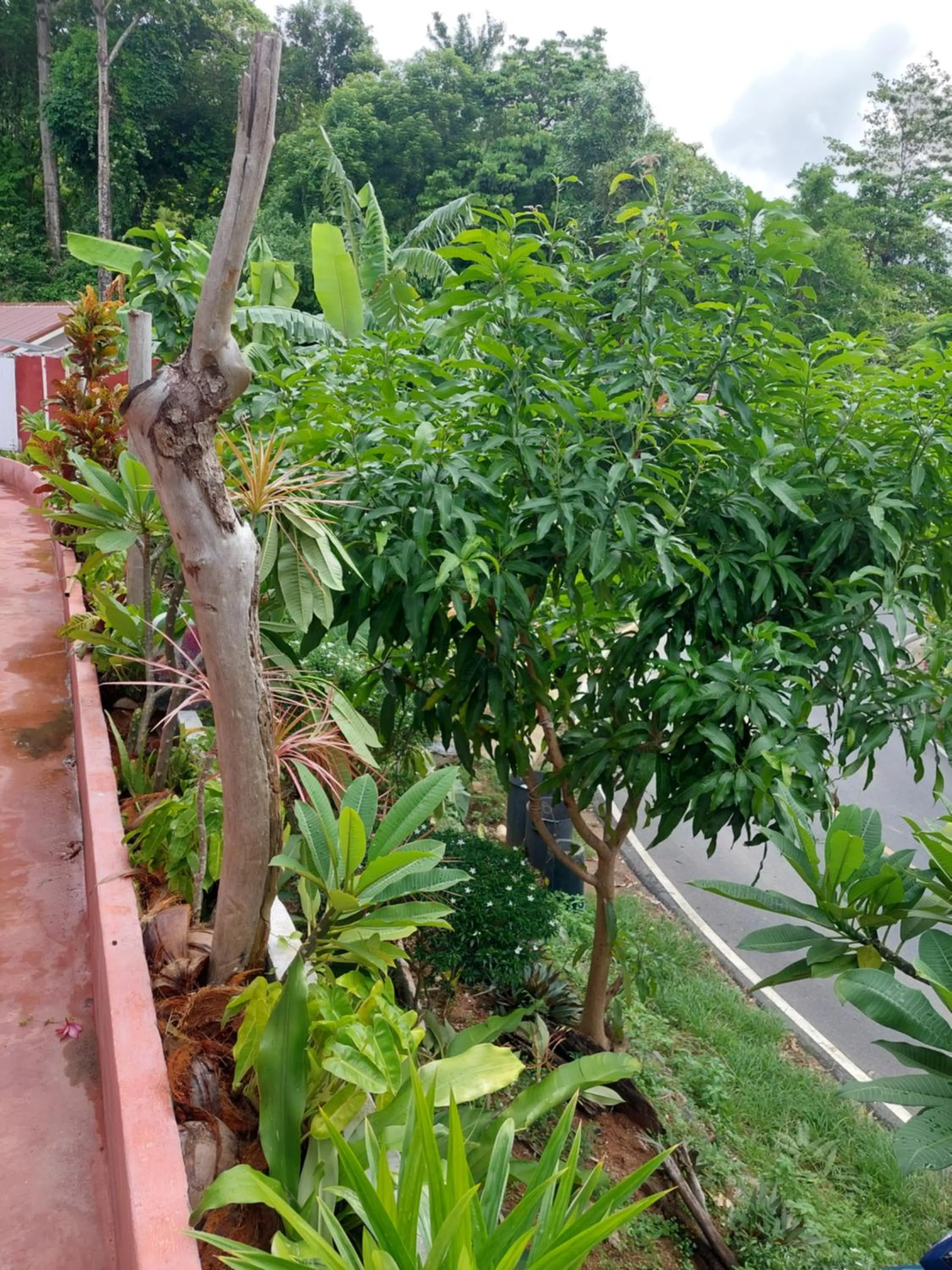 Garden view in Baan sikhao Yanui