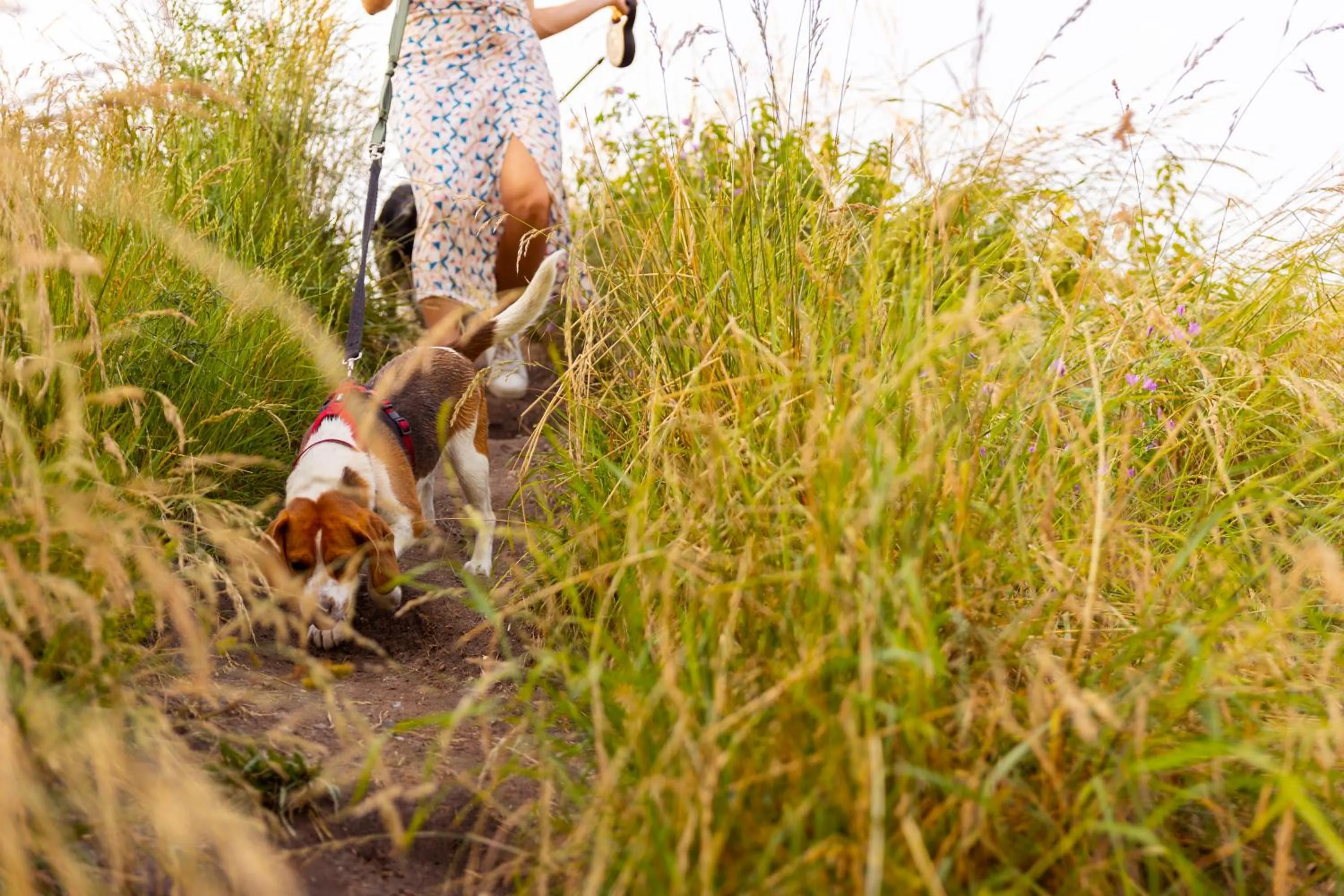 Beach in Dormio Resort Nieuwvliet-Bad