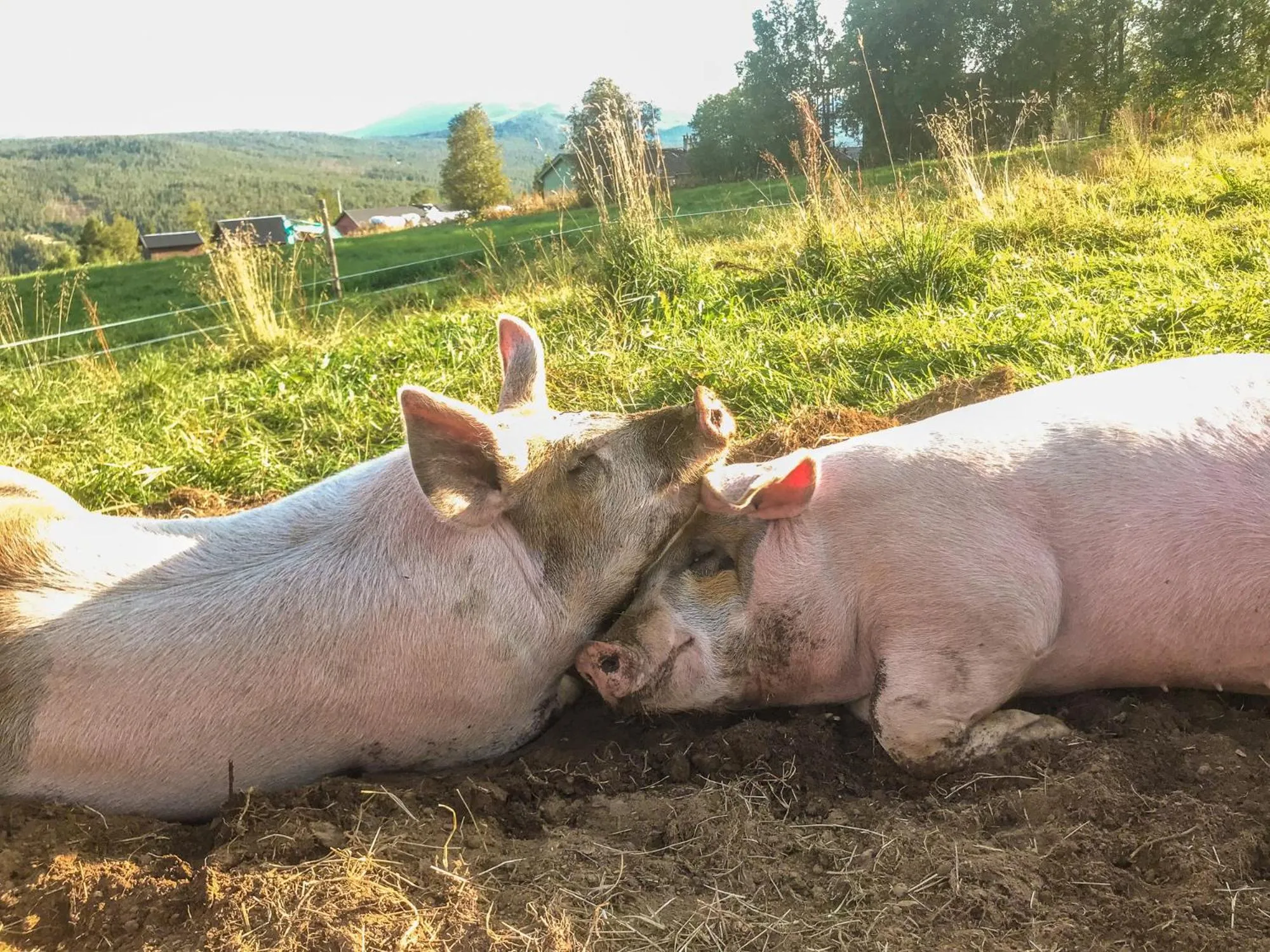 Animals in Skåbu Fjellhotell