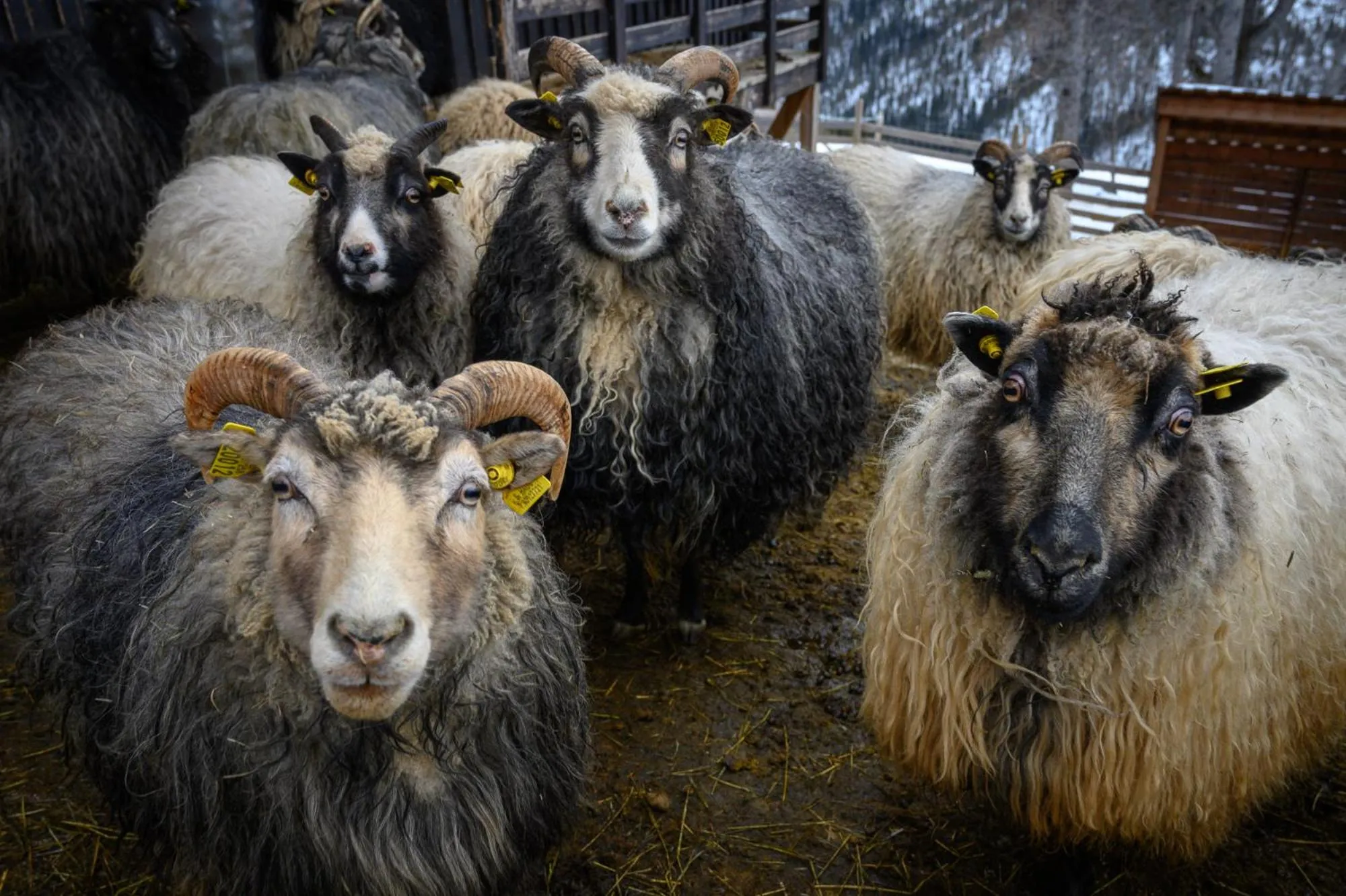 Animals in Skåbu Fjellhotell