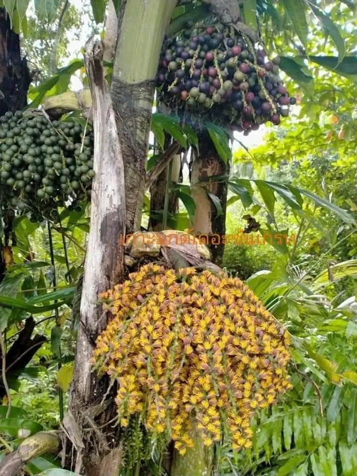 KOHMOOK THE SUN GREAT RESORT