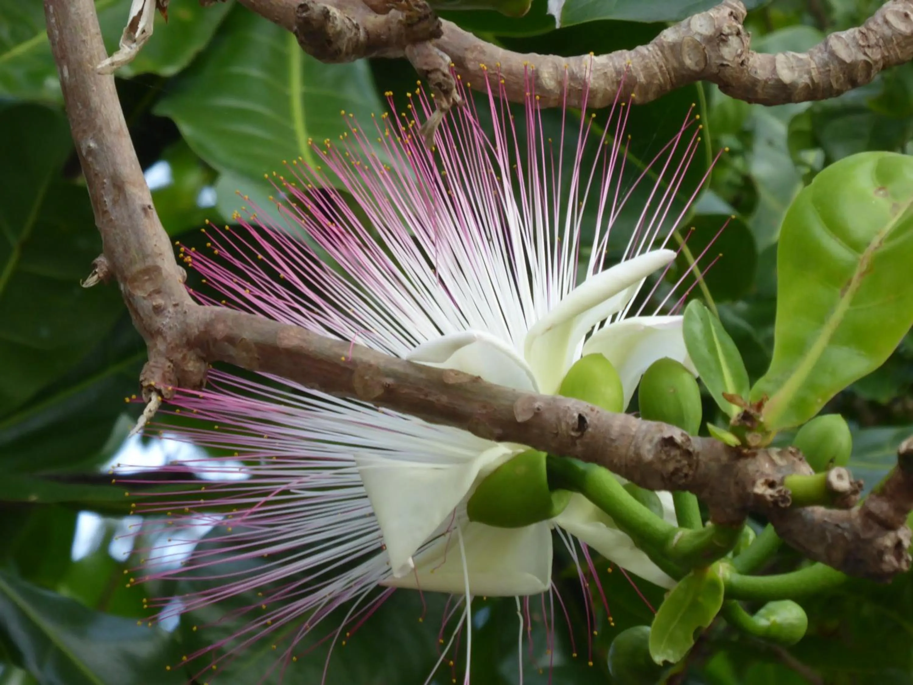 Island View Beachfront Resort