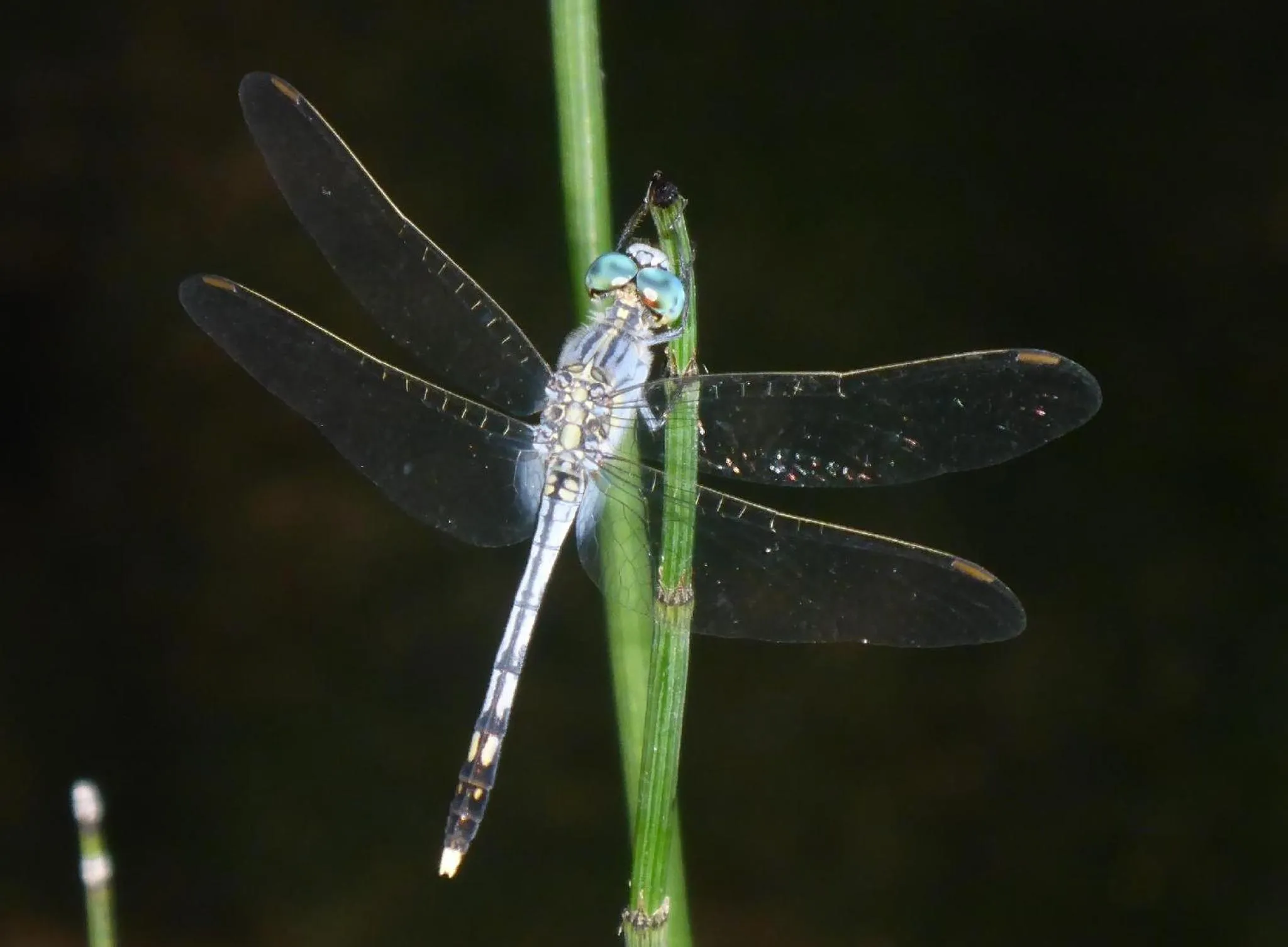 Garden in Island View Beachfront Resort