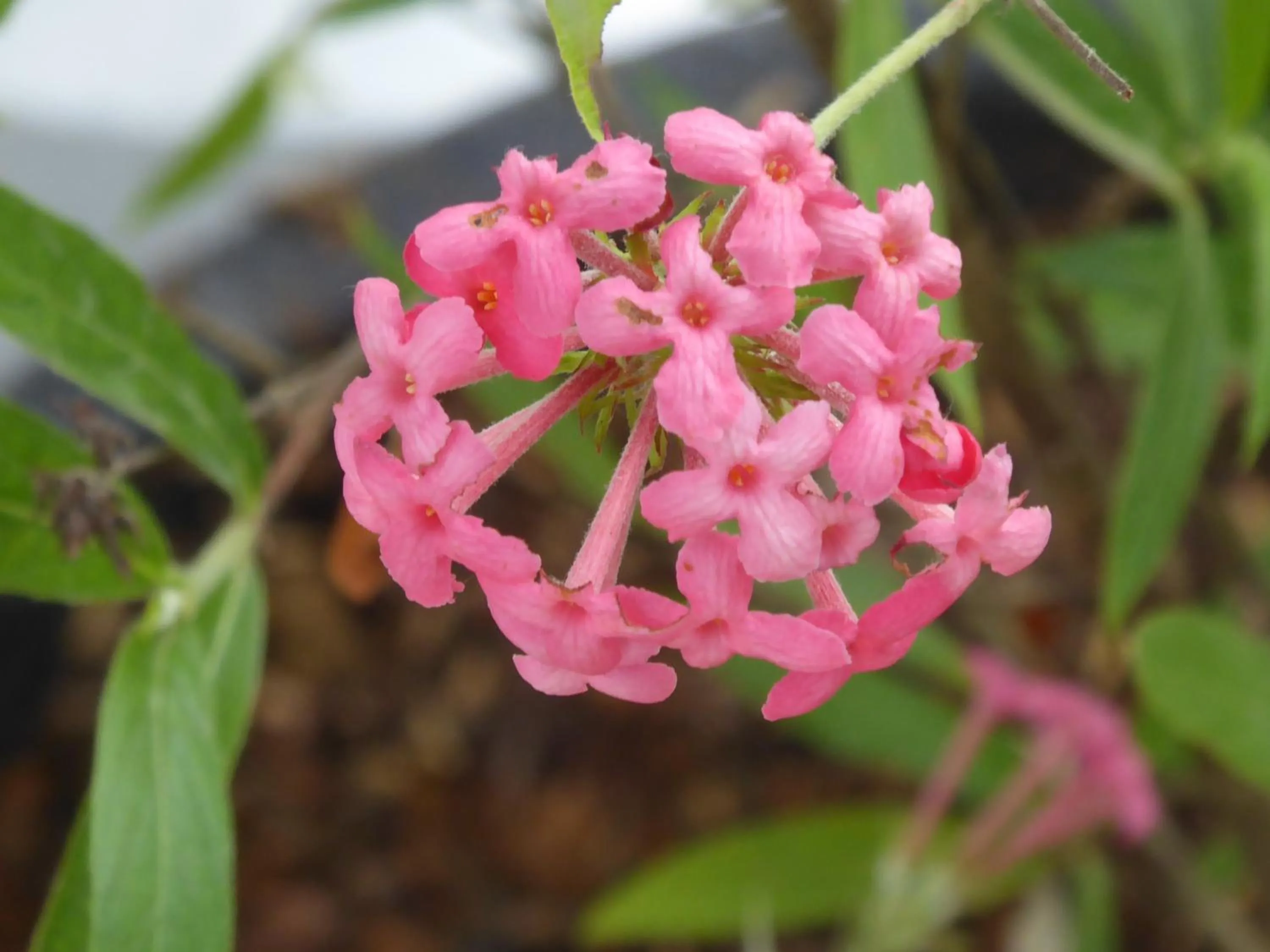 Island View Beachfront Resort
