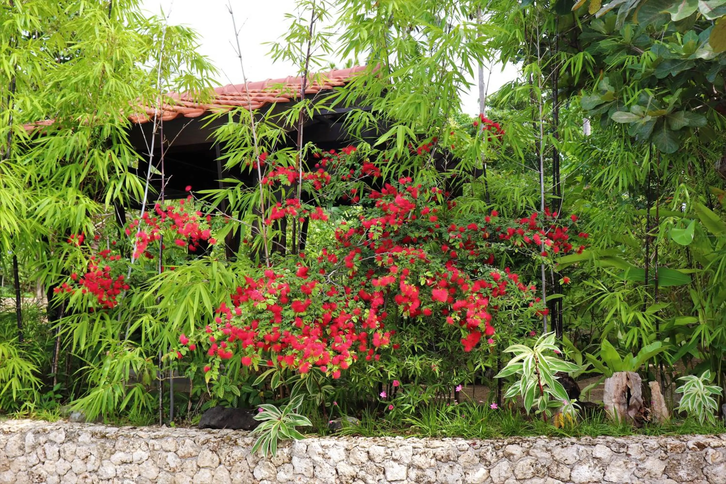 Garden in Island View Beachfront Resort