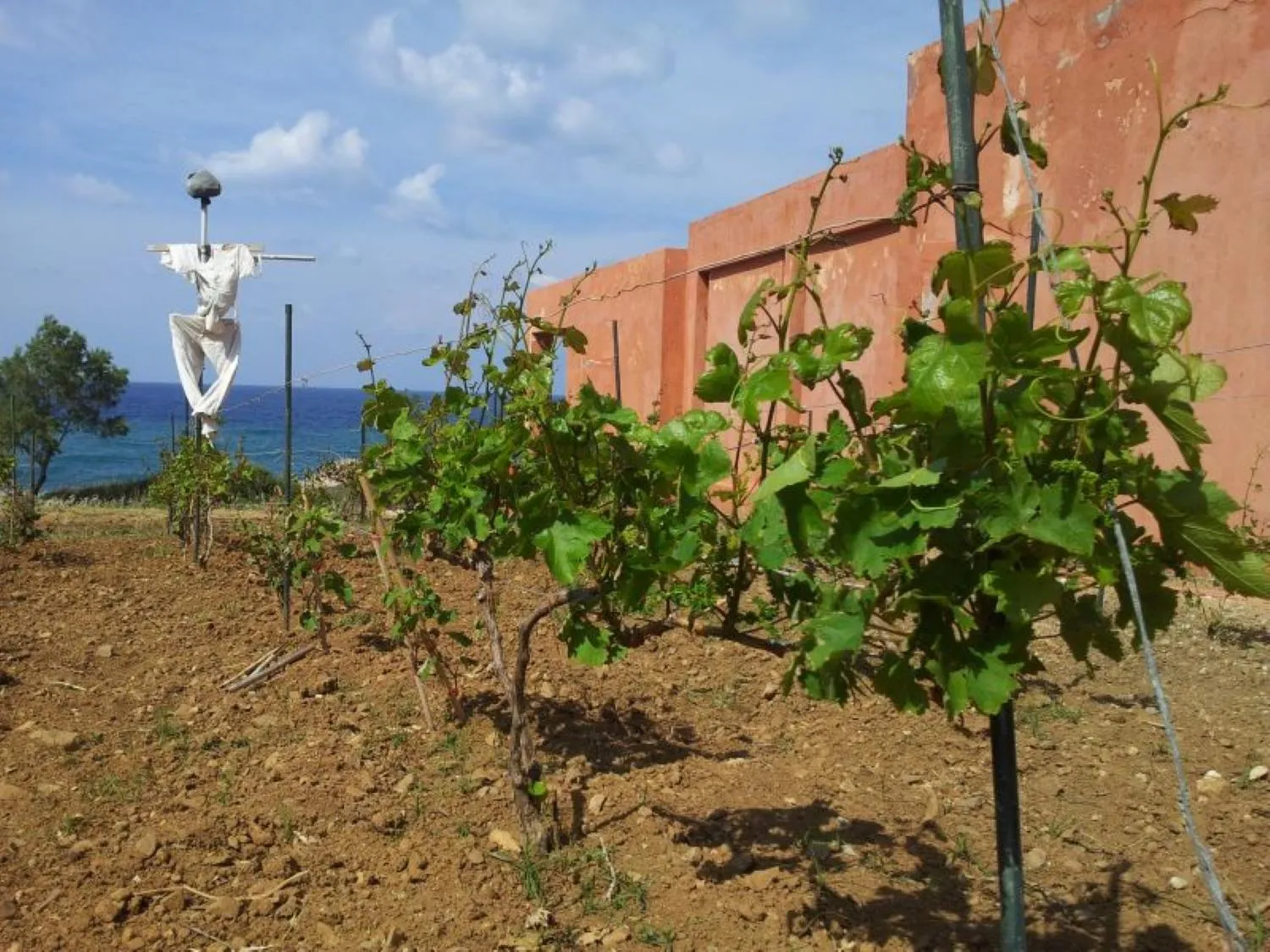 Garden in Villa Rodialos