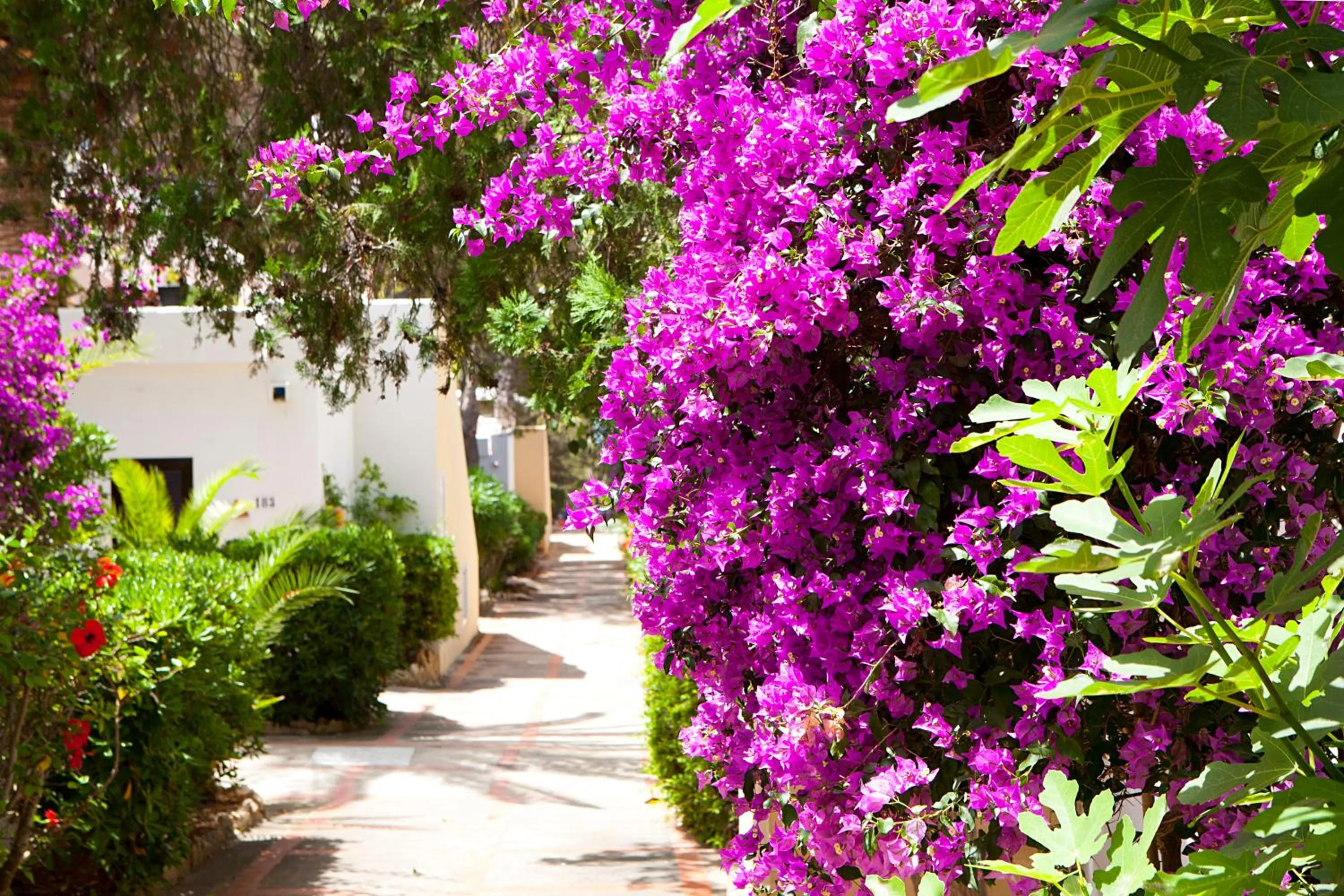 Garden in Club Cala Azul