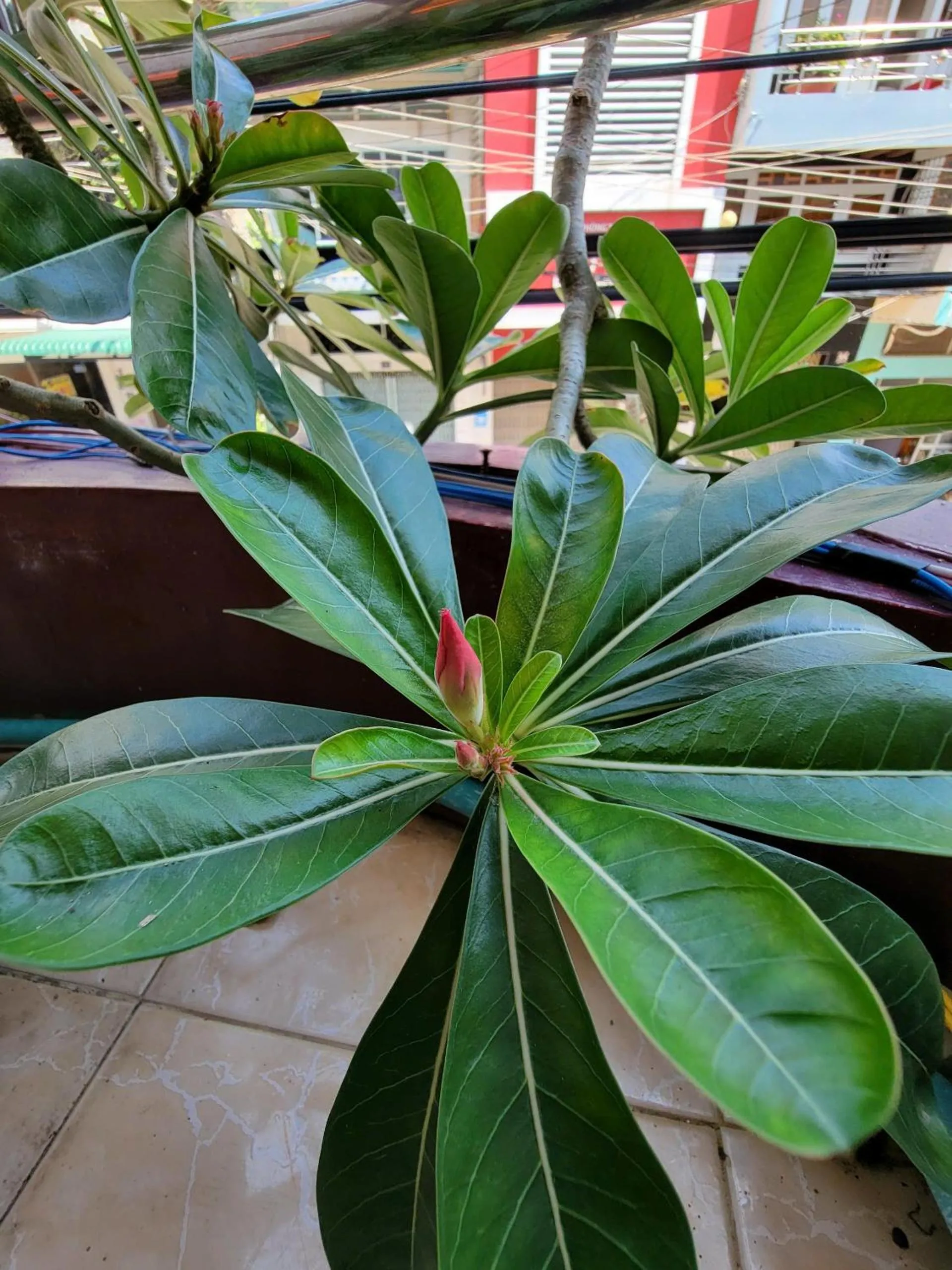 Balcony/Terrace in Thiên Nga Hotel