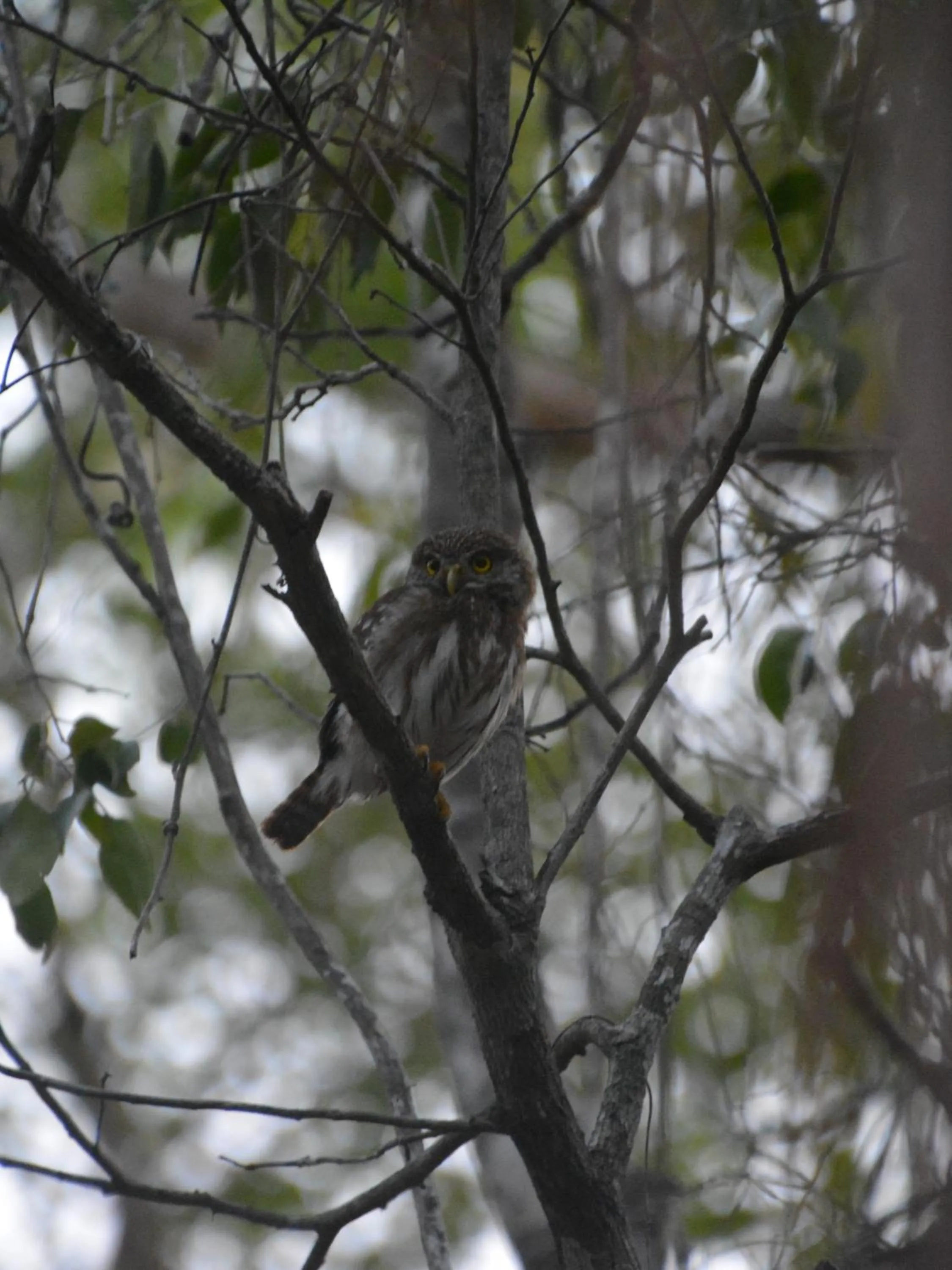 Natural landscape in Glamping Mayan Glam