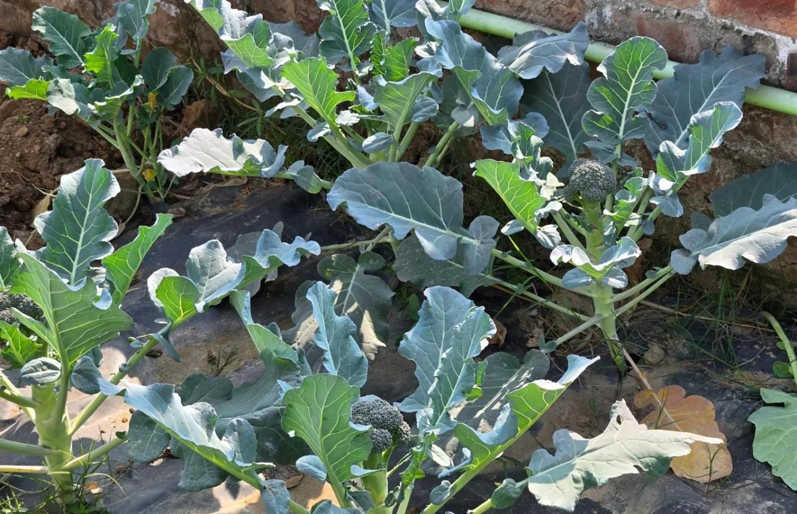 Property building in InnBox Farmstay - Rajpura Punjab