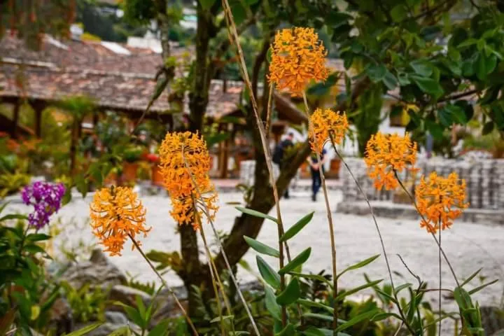 Garden view in Uzhupud Garden Hotel & Lodge