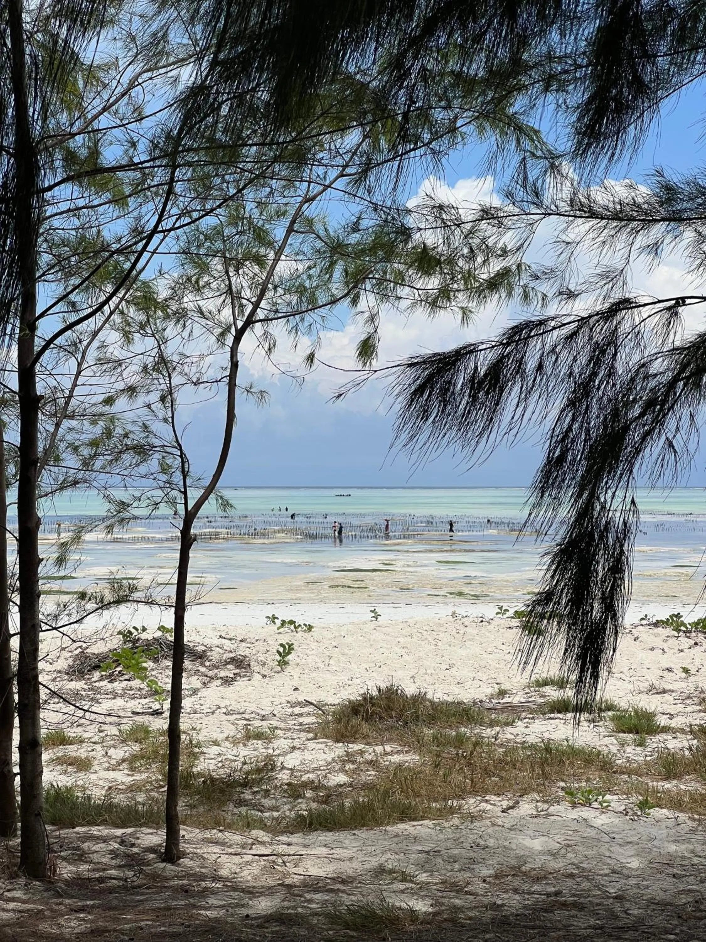 Day in Kivuli Beach Resort Paje