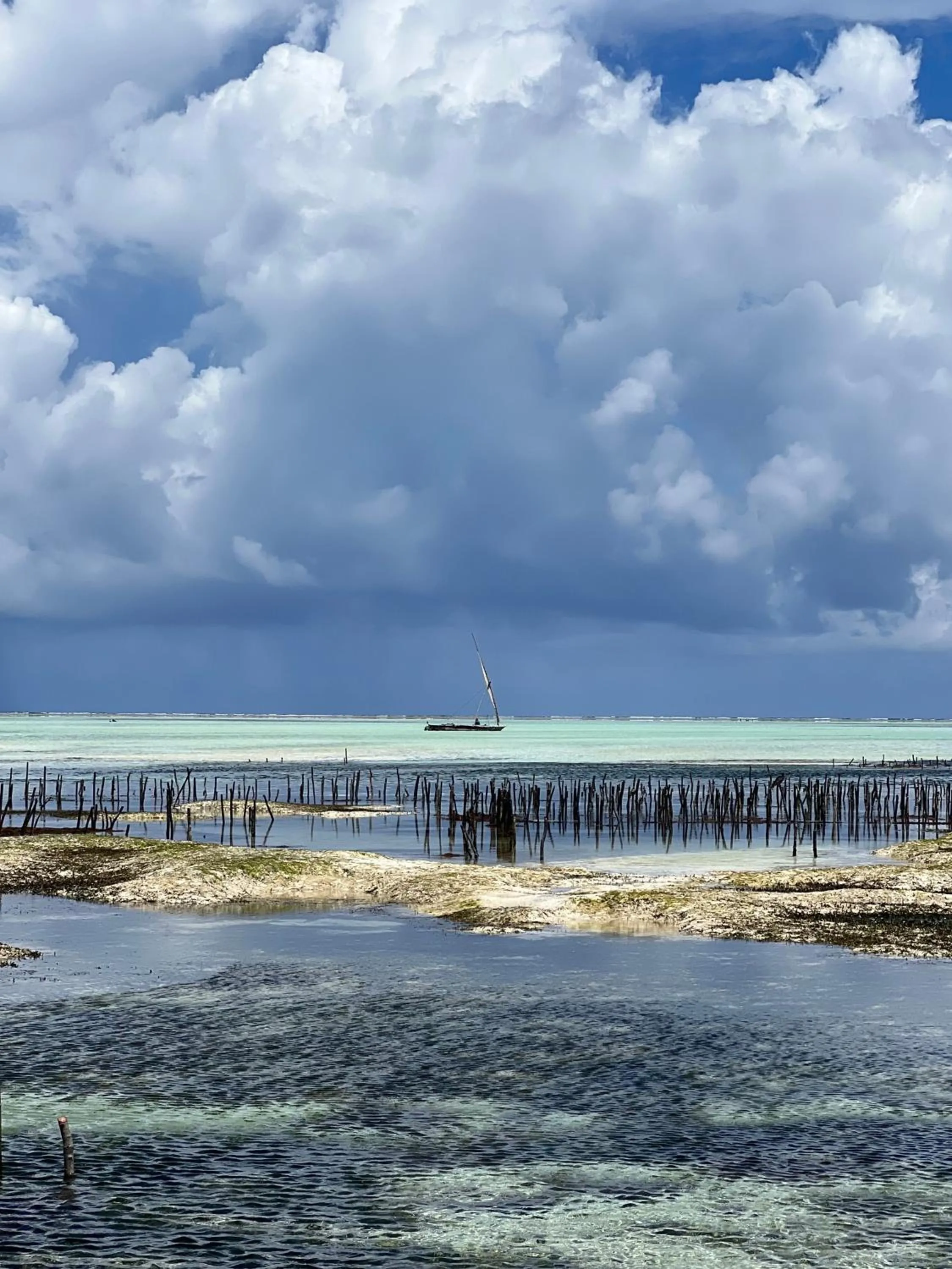 Natural landscape in Kivuli Beach Resort Paje