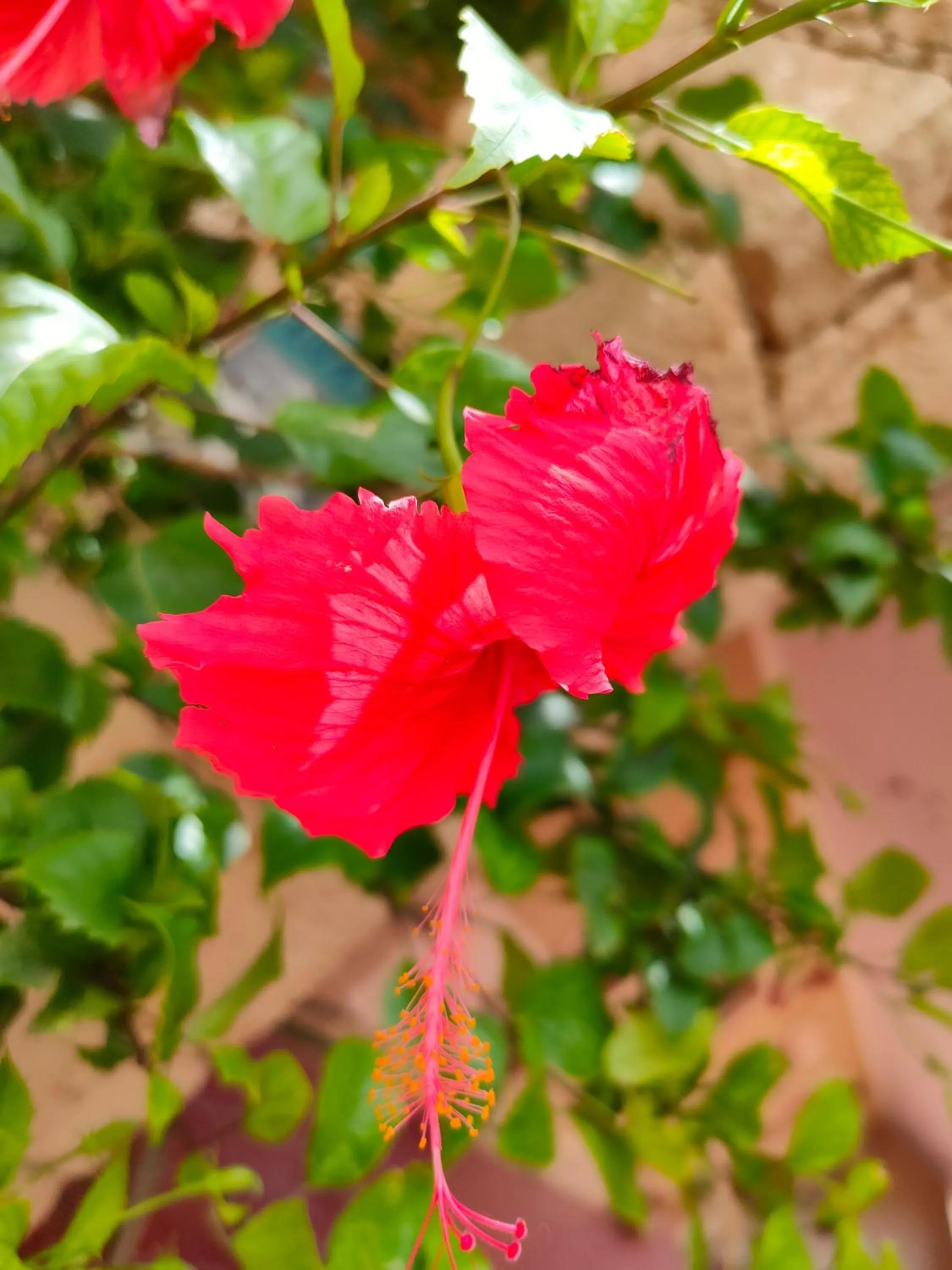 Garden in Estoril Hotel - Apartments