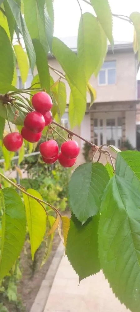 Spring in ABS Guest House Osh