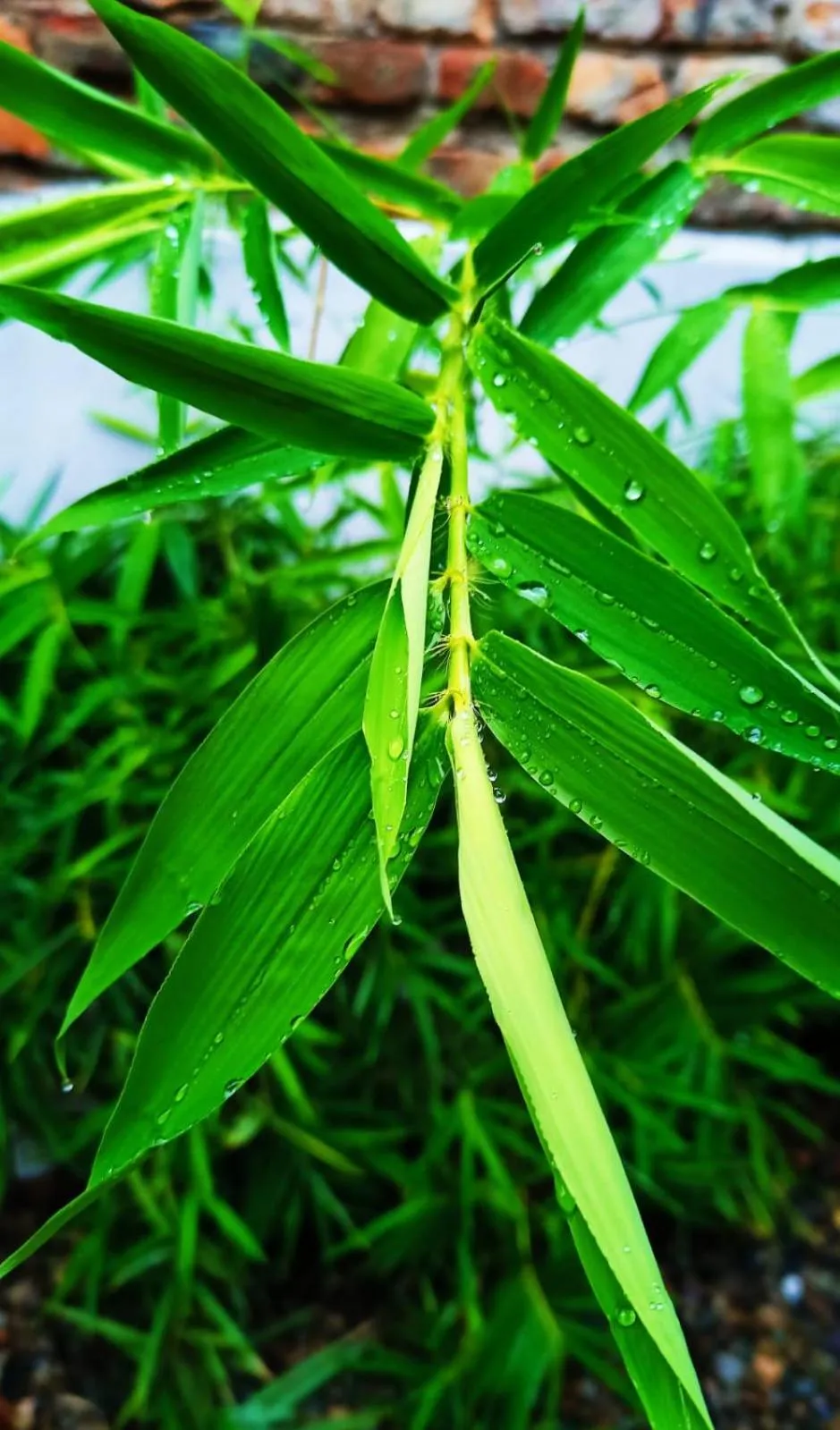 Spring in Albarrada Hotel Boutique