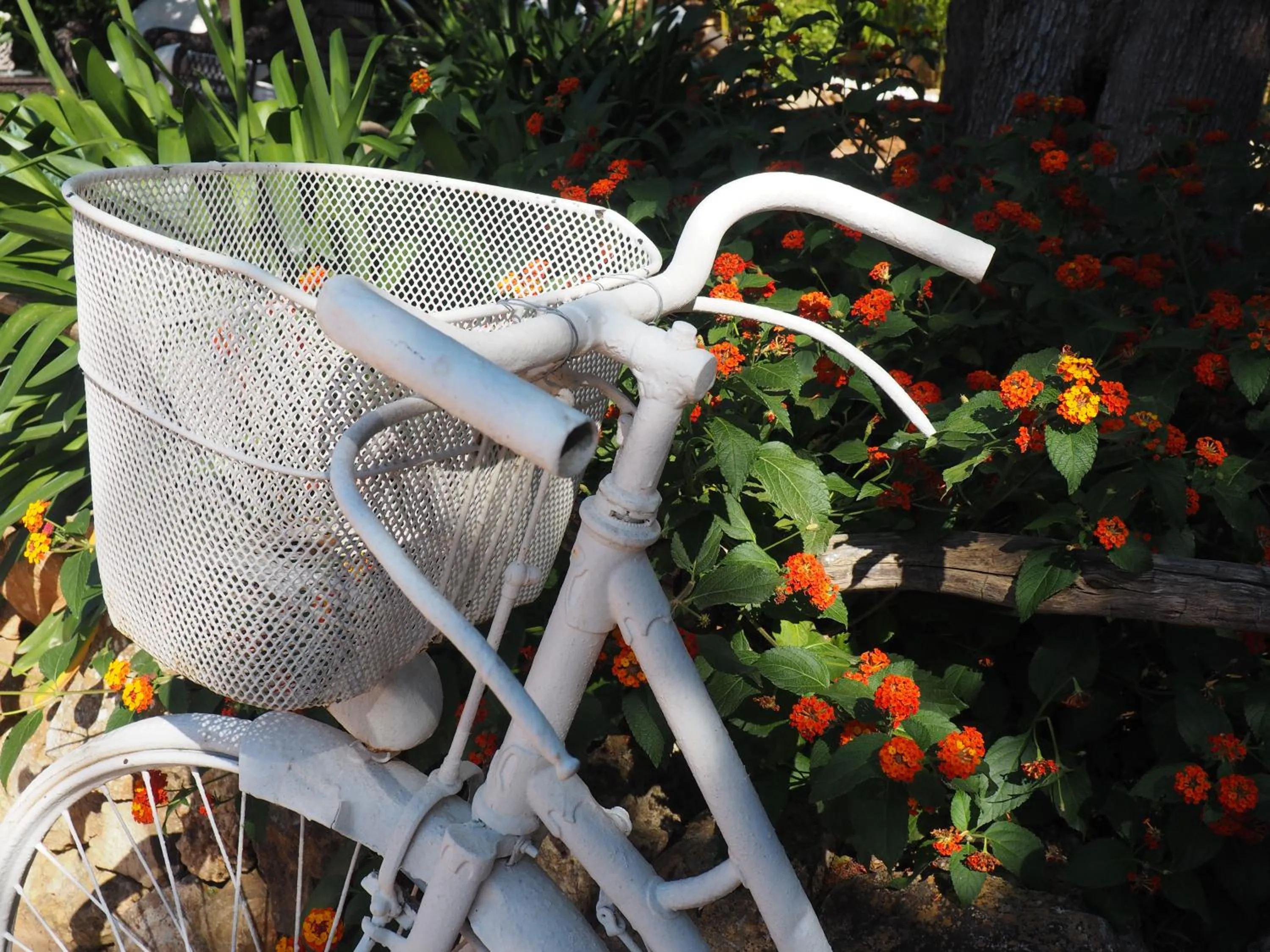 Garden in Son Mercadal