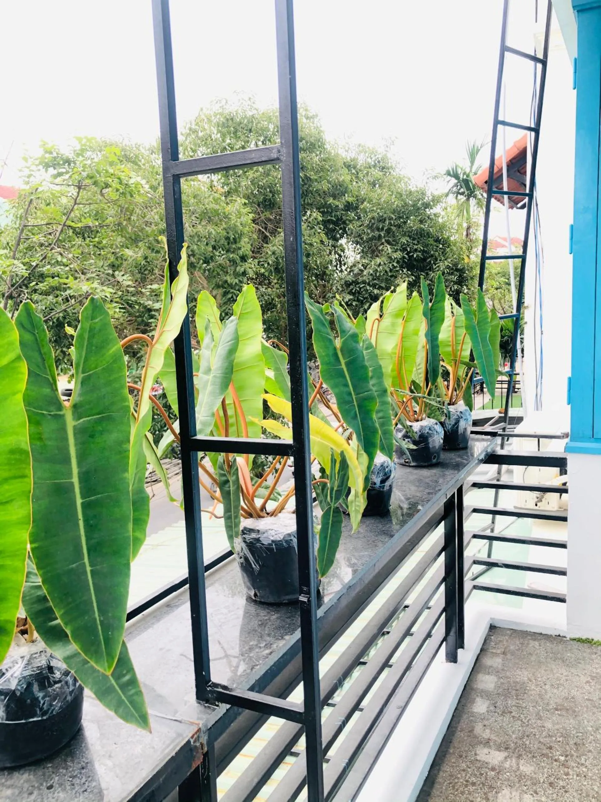 Balcony/Terrace in An's Family Homestay Hoi An - 5mins walk to Hoi An Ancient Town