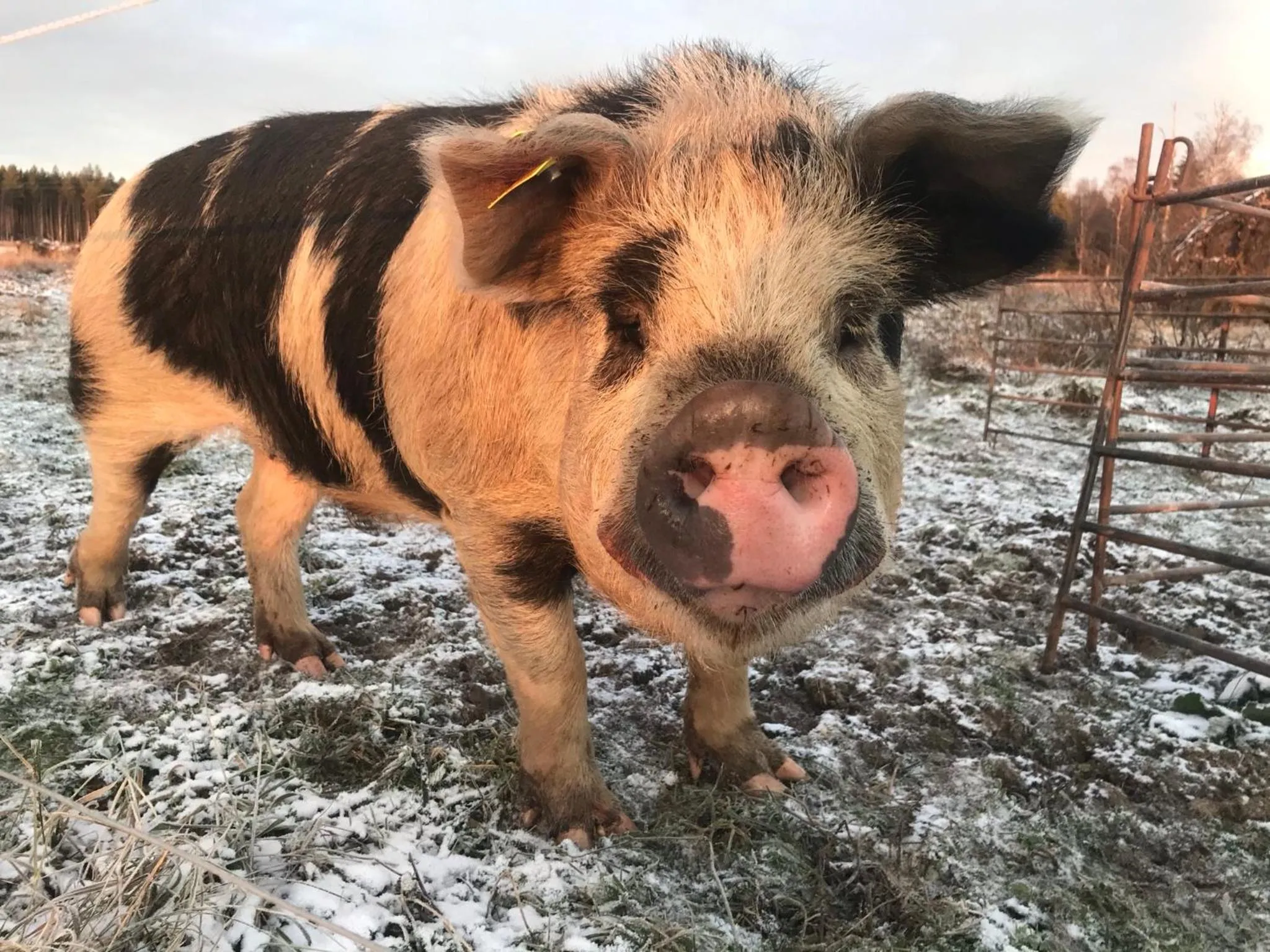 Karaby Gård, Country Living