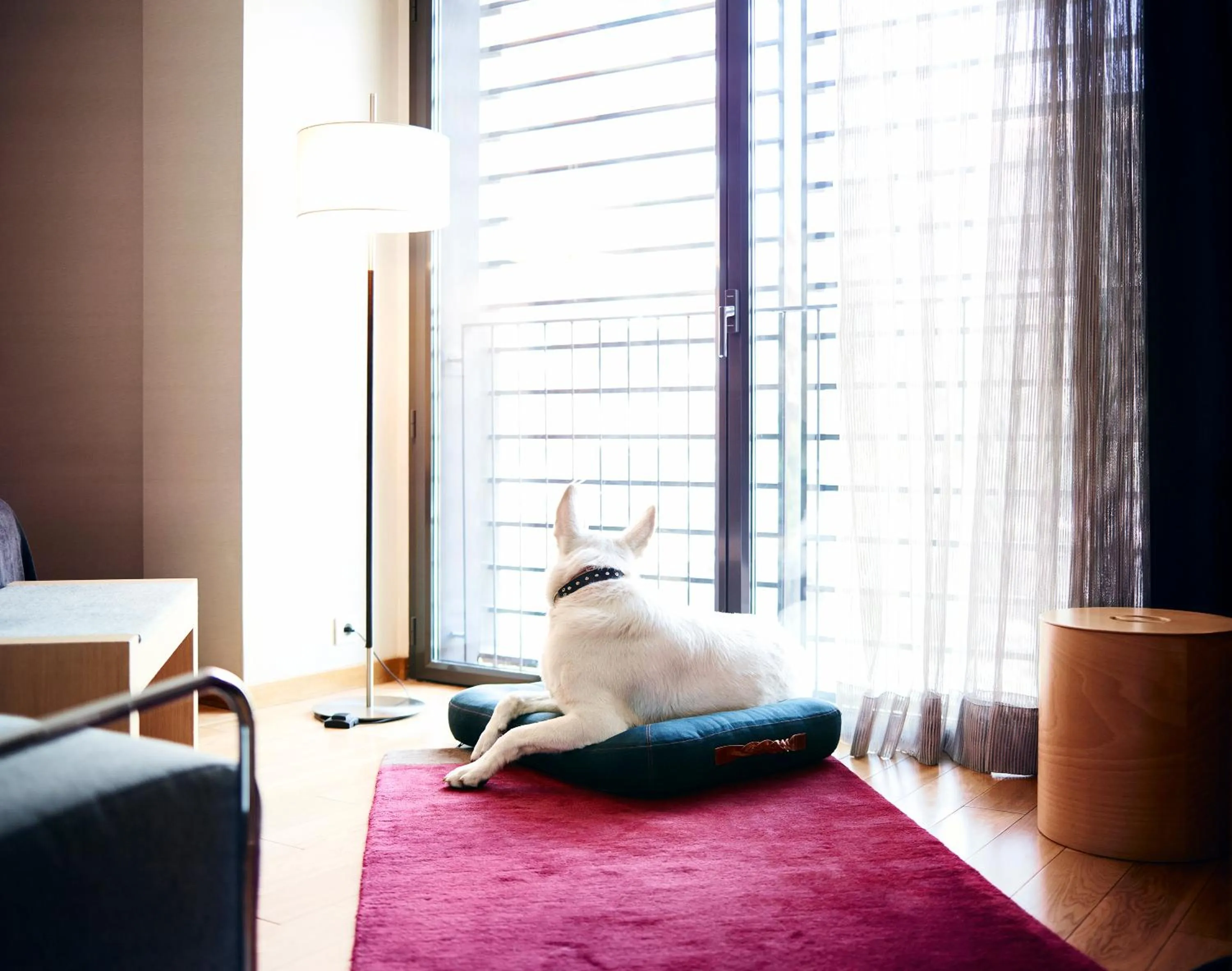 Pets in Hotel Villa Emilia