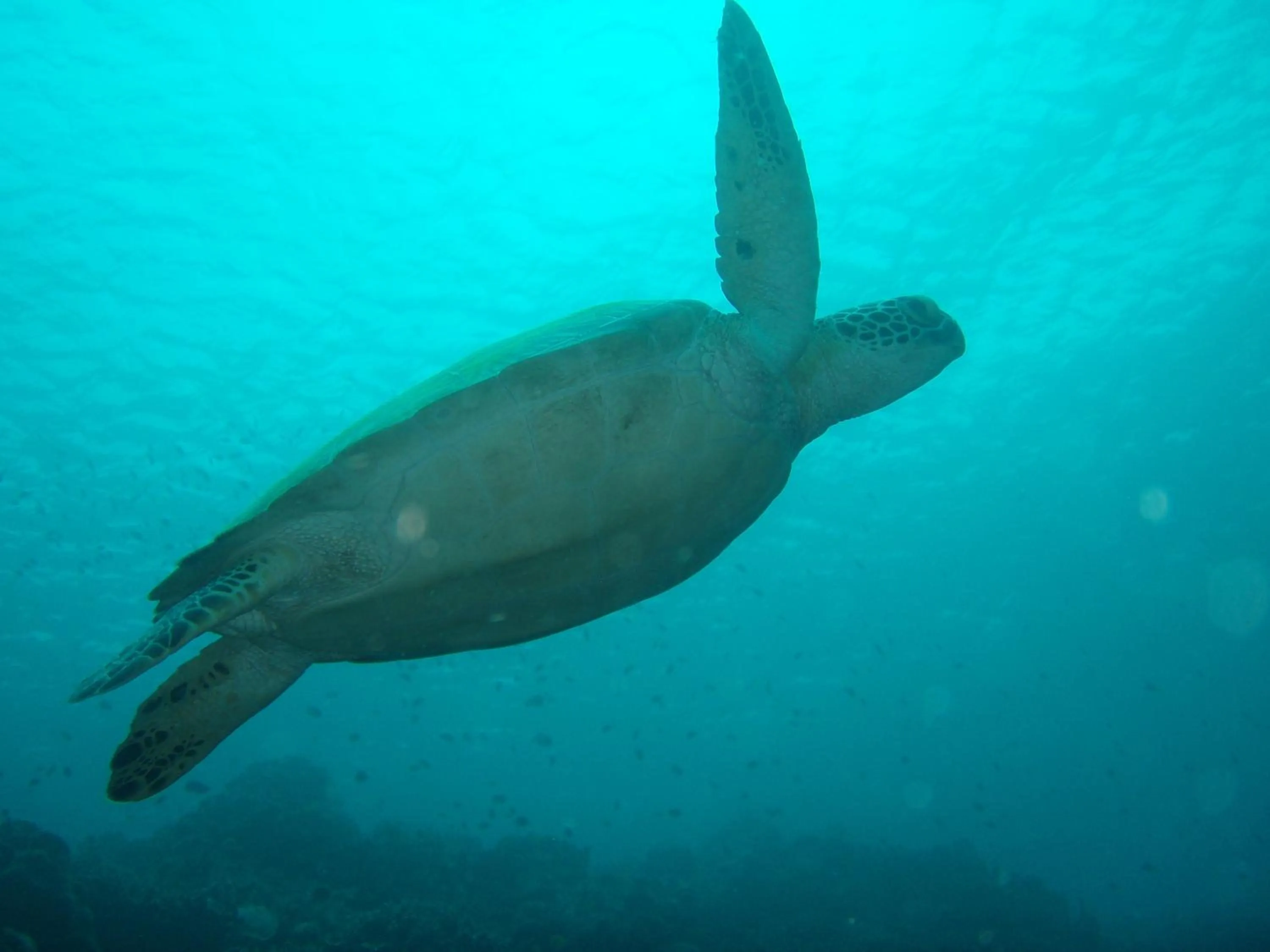 Animals in Lambug Beach Homestay