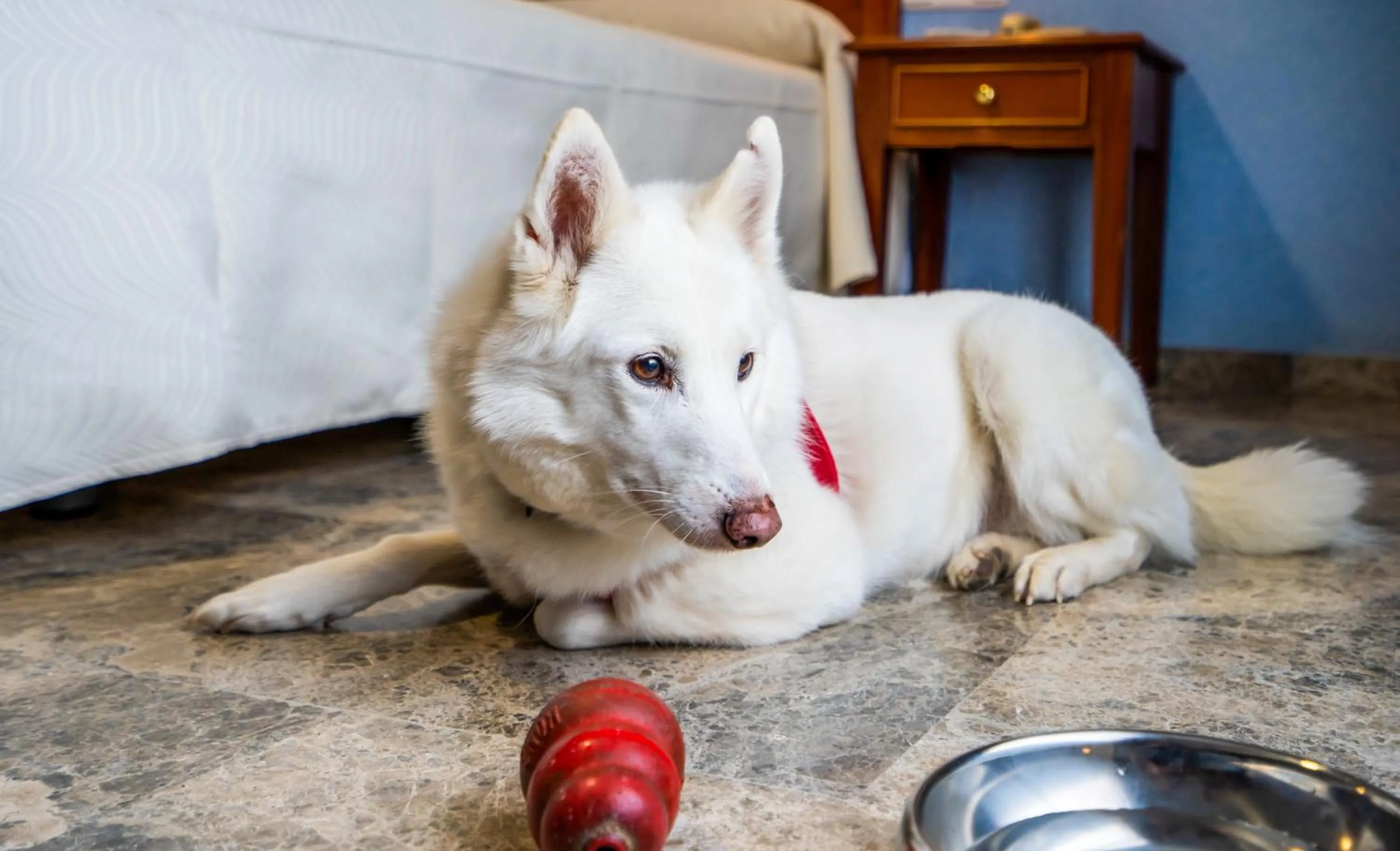 Pets in Hotel Bartos