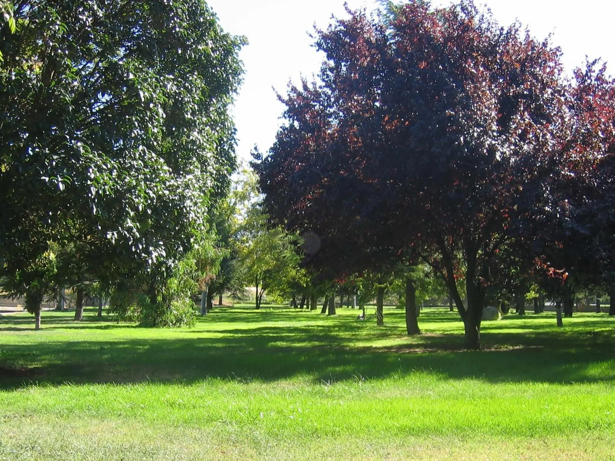 Garden in Hotel San Camilo