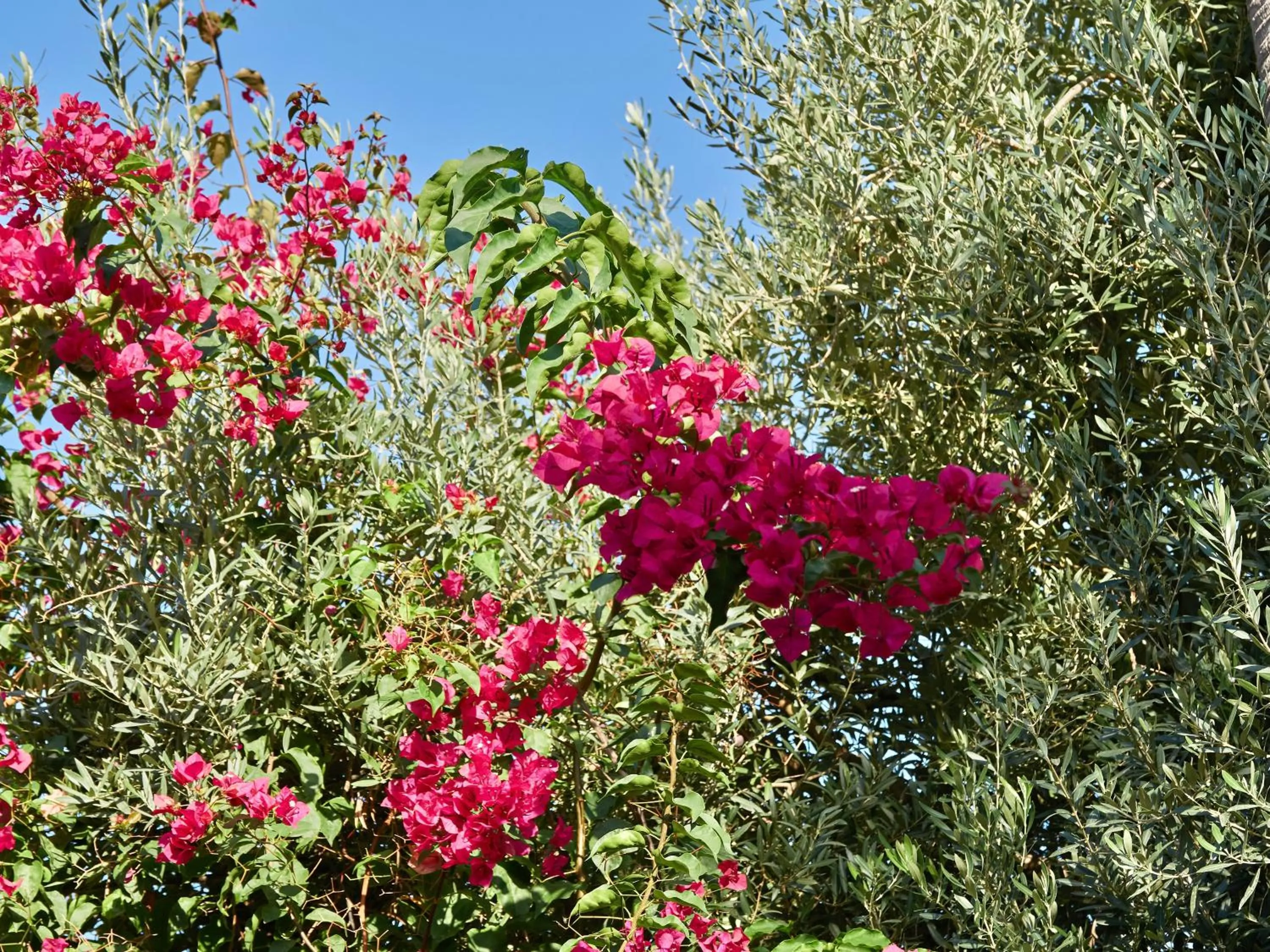 Garden in Son Sant Jordi